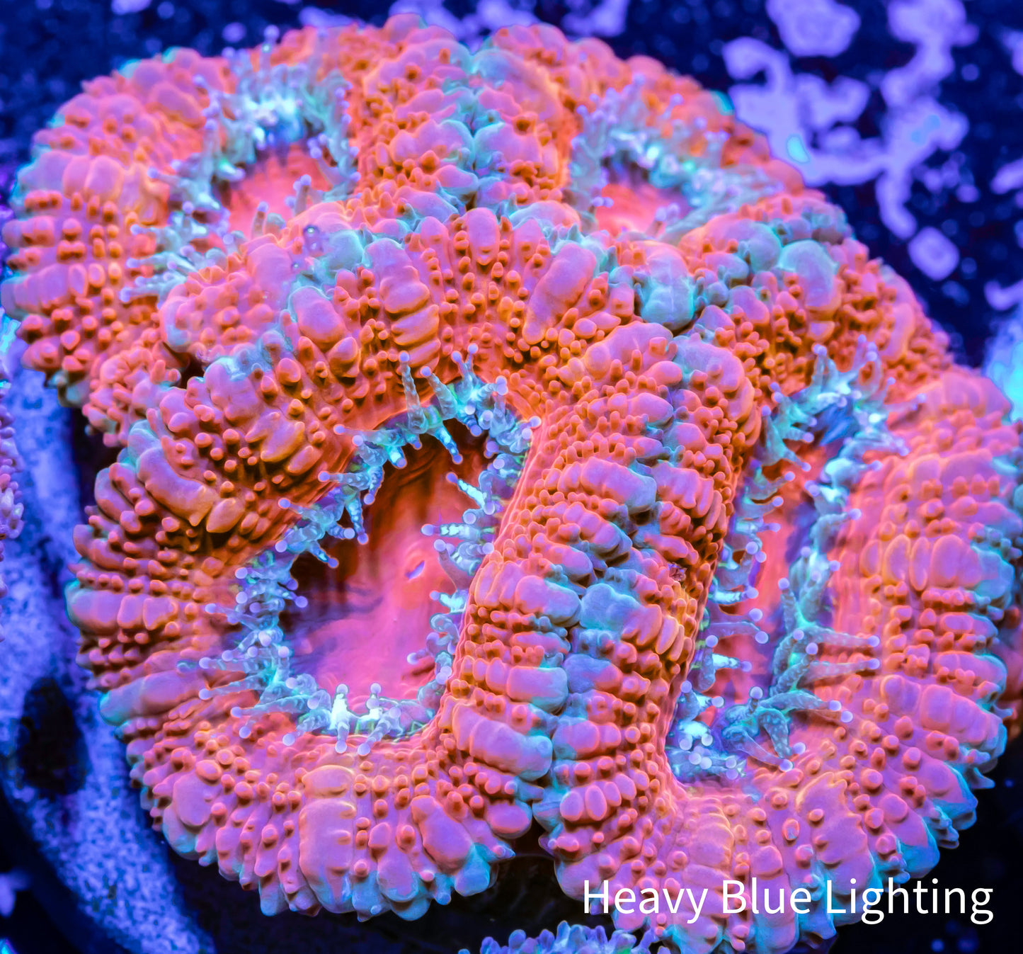 Acan Coral - Micromussa Lordhowensis - Ultra Acan Frag WYSIWYG Acan Coral - Micromussa Lordhowensis - Ultra Acan Frag WYSIWYG LPS Coral Acan Coral - Micromussa Lordhowensis - Ultra Acan Frag WYSIWYG Zeo Box Reef