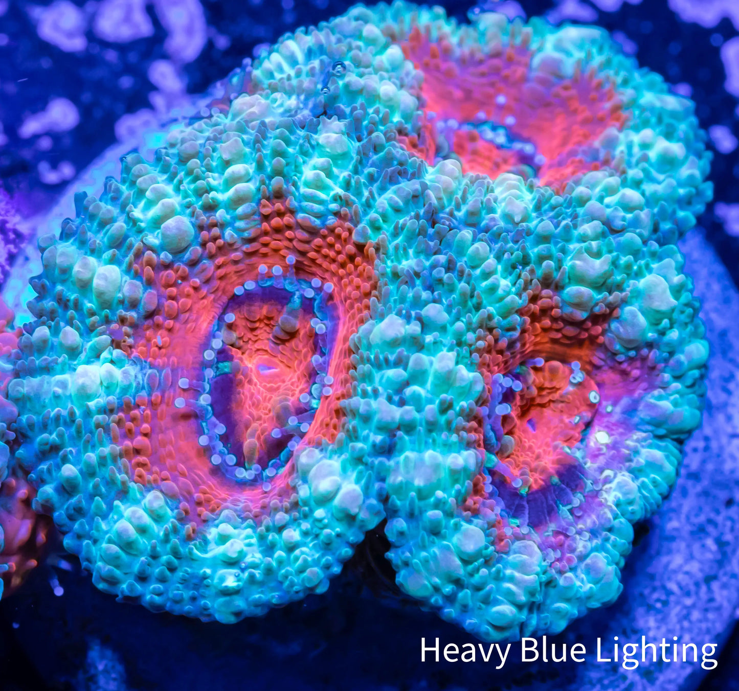 Acan Coral - Micromussa Lordhowensis - Ultra Acan Frag WYSIWYG Acan Coral - Micromussa Lordhowensis - Ultra Acan Frag WYSIWYG LPS Coral Acan Coral - Micromussa Lordhowensis - Ultra Acan Frag WYSIWYG Zeo Box Reef