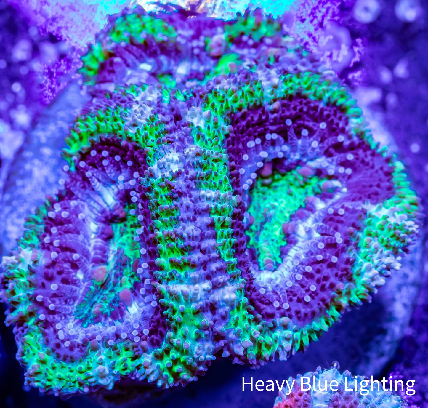 Acan Coral - Micromussa Lordhowensis - Ultra Acan Frag WYSIWYG Acan Coral - Micromussa Lordhowensis - Ultra Acan Frag WYSIWYG LPS Coral Acan Coral - Micromussa Lordhowensis - Ultra Acan Frag WYSIWYG Zeo Box Reef