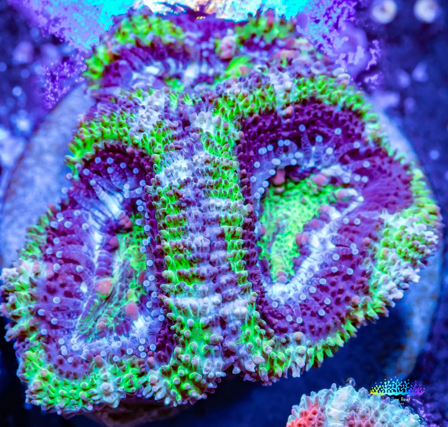 Acan Coral - Micromussa Lordhowensis - Ultra Acan Frag WYSIWYG Acan Coral - Micromussa Lordhowensis - Ultra Acan Frag WYSIWYG LPS Coral Acan Coral - Micromussa Lordhowensis - Ultra Acan Frag WYSIWYG Zeo Box Reef
