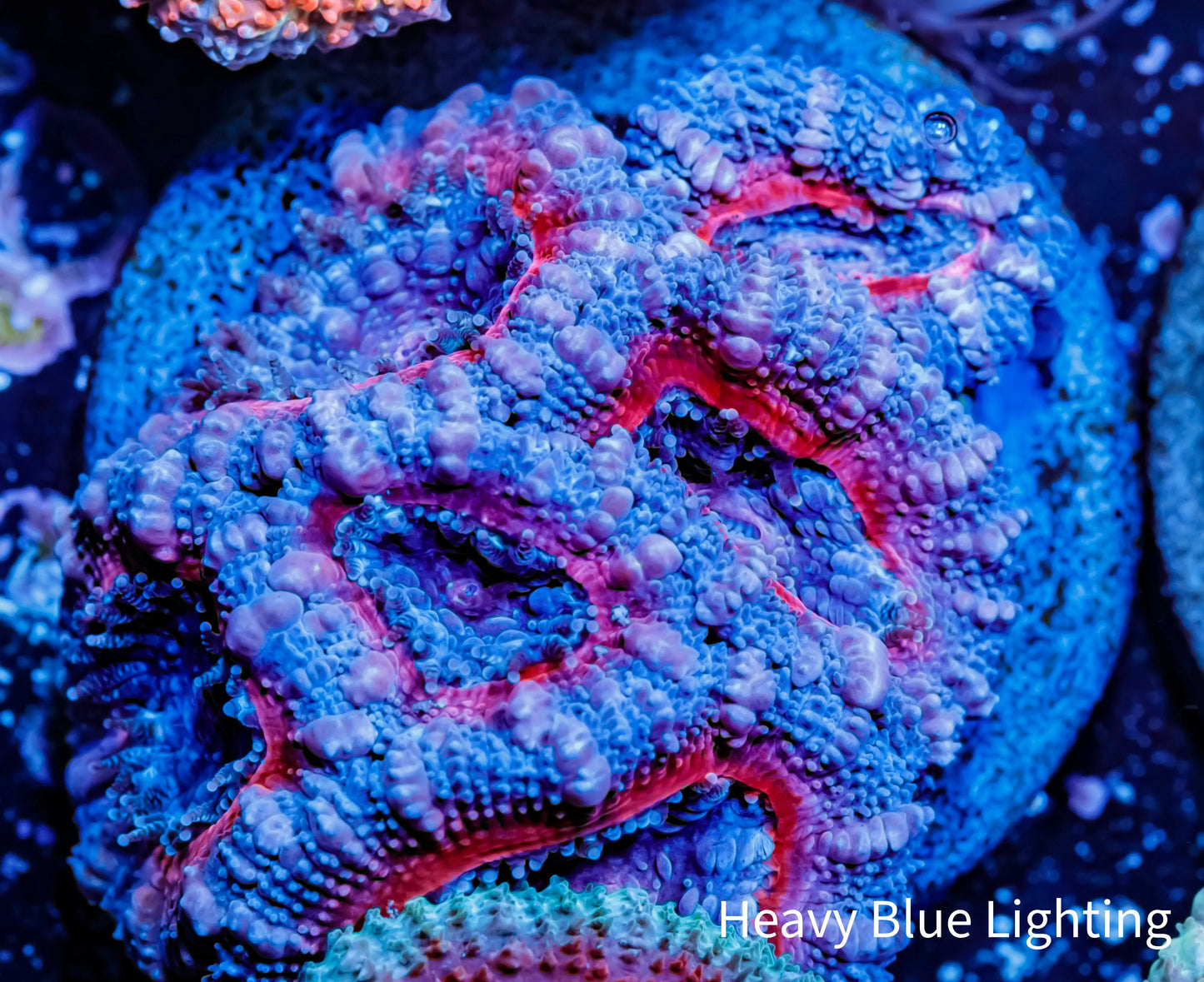 Acan Coral - Micromussa Lordhowensis - Ultra Acan Frag WYSIWYG Acan Coral - Micromussa Lordhowensis - Ultra Acan Frag WYSIWYG LPS Coral Acan Coral - Micromussa Lordhowensis - Ultra Acan Frag WYSIWYG Zeo Box Reef