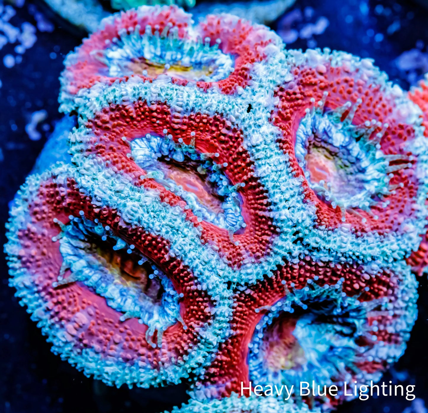 Acan Coral - Micromussa Lordhowensis - Ultra Acan Frag WYSIWYG Acan Coral - Micromussa Lordhowensis - Ultra Acan Frag WYSIWYG LPS Coral Acan Coral - Micromussa Lordhowensis - Ultra Acan Frag WYSIWYG Zeo Box Reef