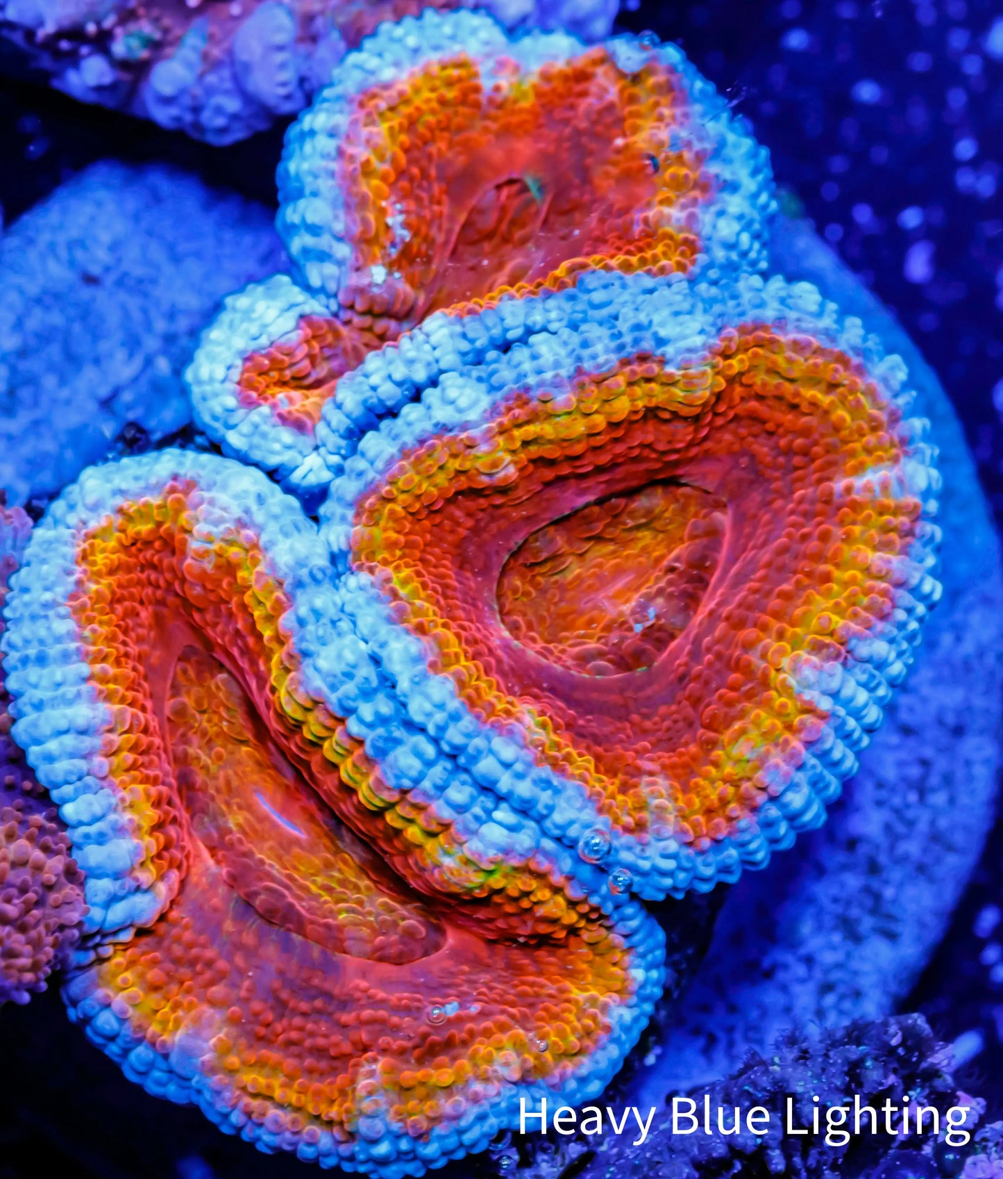 Acan Coral - Micromussa Lordhowensis - Ultra Acan Frag WYSIWYG Acan Coral - Micromussa Lordhowensis - Ultra Acan Frag WYSIWYG LPS Coral Acan Coral - Micromussa Lordhowensis - Ultra Acan Frag WYSIWYG Zeo Box Reef