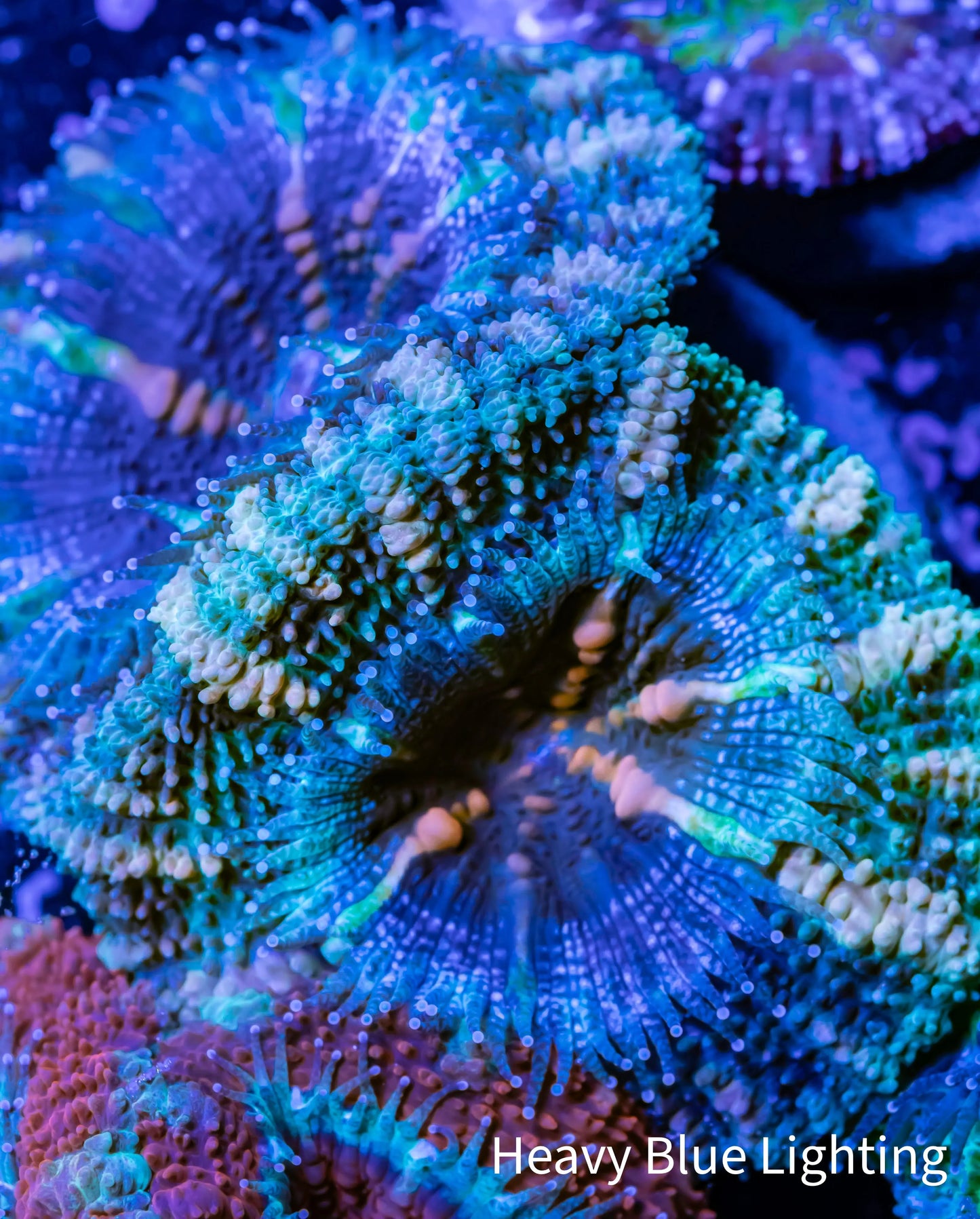 Acan Coral - Micromussa Lordhowensis - Ultra Acan Frag WYSIWYG Acan Coral - Micromussa Lordhowensis - Ultra Acan Frag WYSIWYG LPS Coral Acan Coral - Micromussa Lordhowensis - Ultra Acan Frag WYSIWYG Zeo Box Reef
