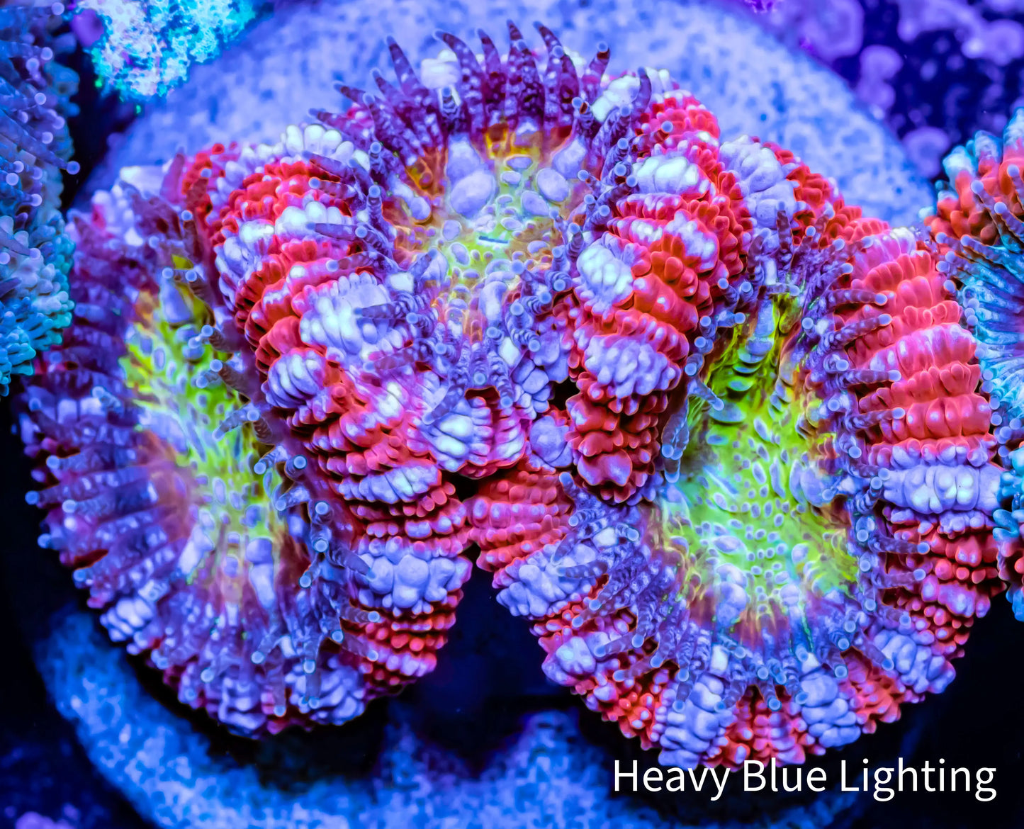 Acan Coral - Micromussa Lordhowensis - Ultra Acan Frag WYSIWYG Acan Coral - Micromussa Lordhowensis - Ultra Acan Frag WYSIWYG LPS Coral Acan Coral - Micromussa Lordhowensis - Ultra Acan Frag WYSIWYG Zeo Box Reef