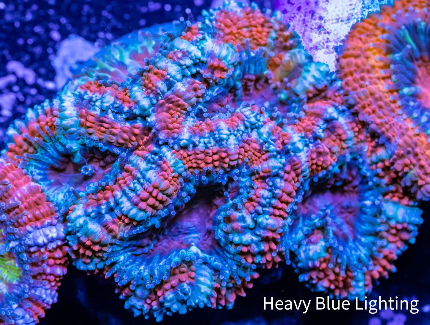 Acan Coral - Micromussa Lordhowensis - Ultra Acan Frag WYSIWYG Acan Coral - Micromussa Lordhowensis - Ultra Acan Frag WYSIWYG LPS Coral Acan Coral - Micromussa Lordhowensis - Ultra Acan Frag WYSIWYG Zeo Box Reef