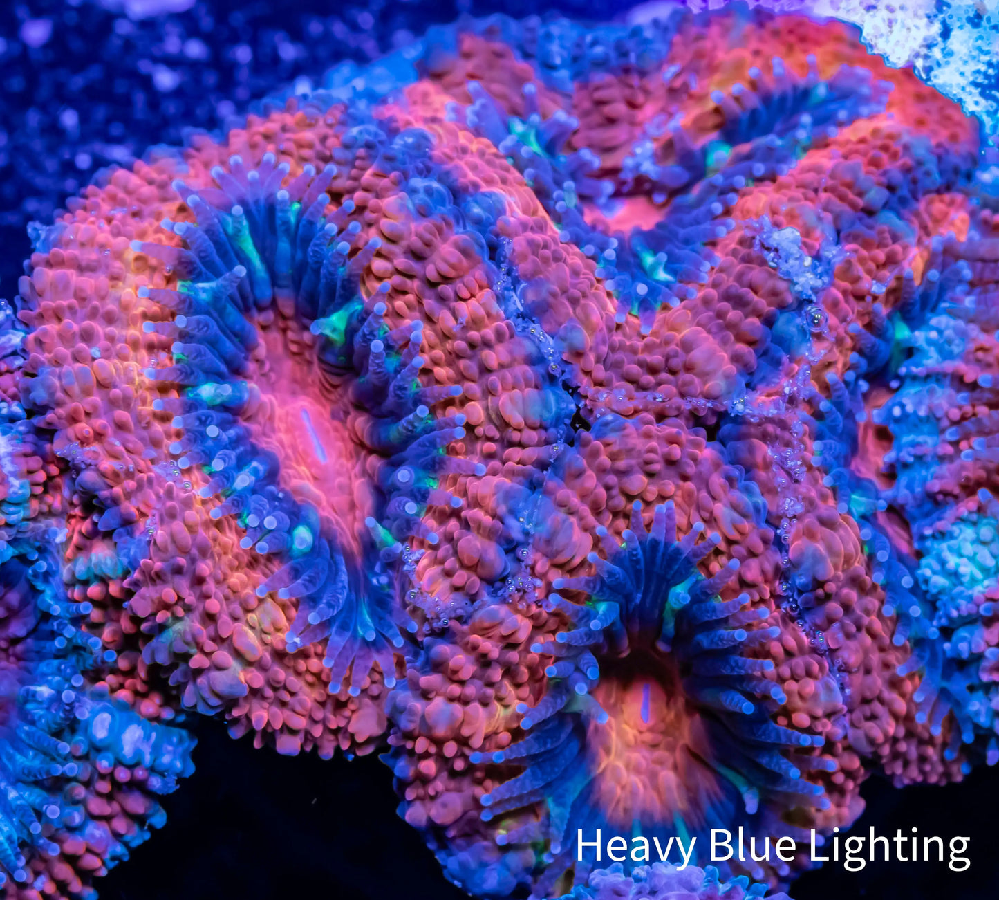 Acan Coral - Micromussa Lordhowensis - Ultra Acan Frag WYSIWYG Acan Coral - Micromussa Lordhowensis - Ultra Acan Frag WYSIWYG LPS Coral Acan Coral - Micromussa Lordhowensis - Ultra Acan Frag WYSIWYG Zeo Box Reef