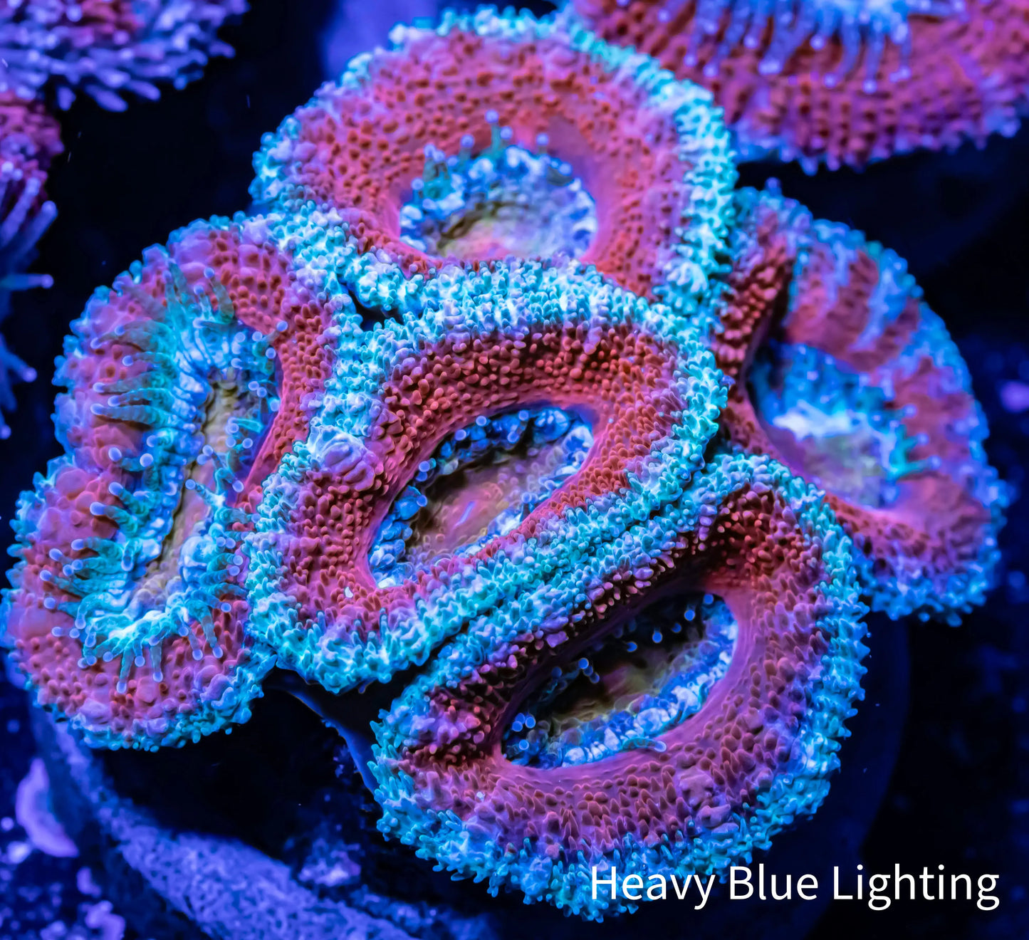 Acan Coral - Micromussa Lordhowensis - Ultra Acan Frag WYSIWYG Acan Coral - Micromussa Lordhowensis - Ultra Acan Frag WYSIWYG LPS Coral Acan Coral - Micromussa Lordhowensis - Ultra Acan Frag WYSIWYG Zeo Box Reef