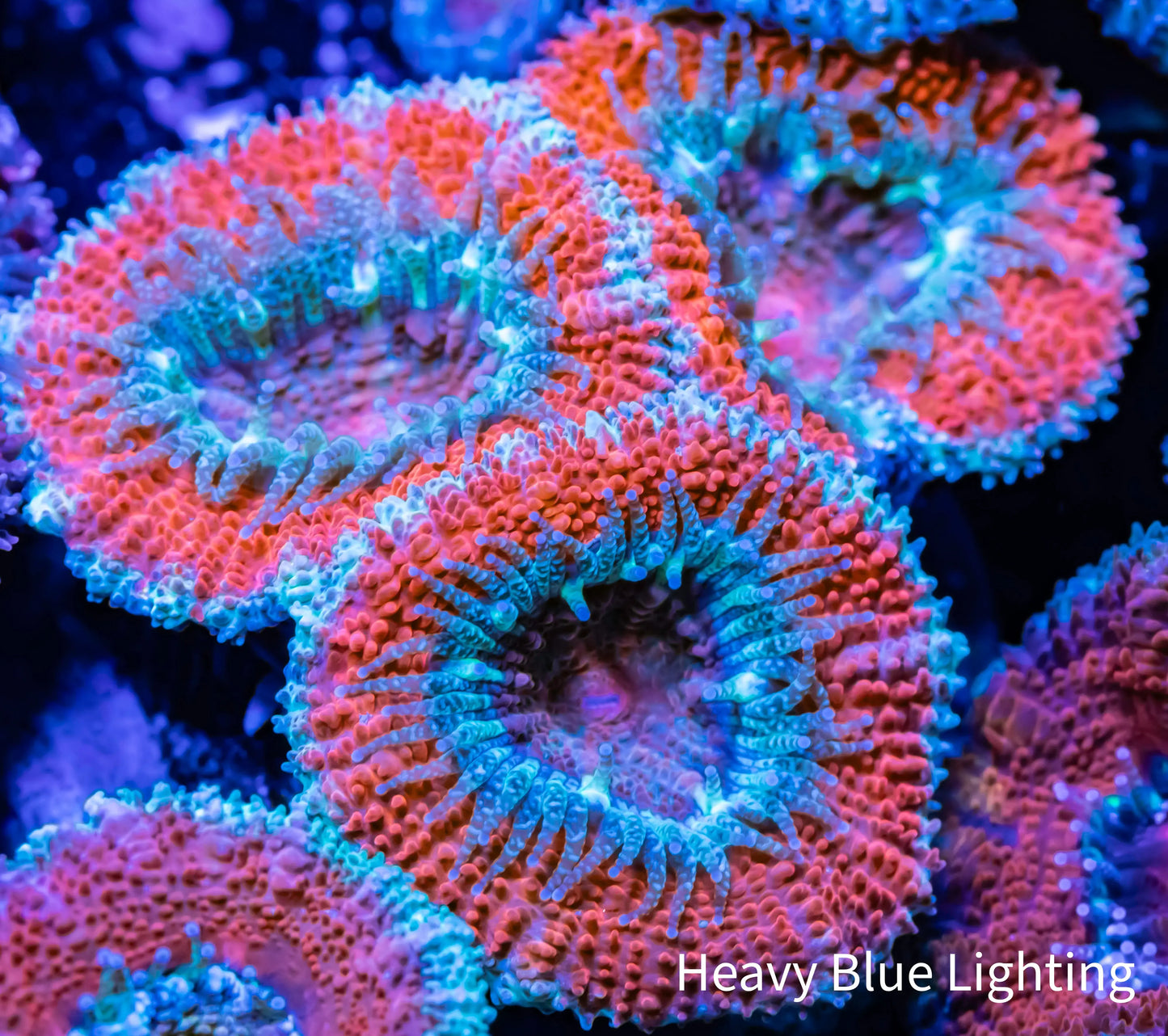 Acan Coral - Micromussa Lordhowensis - Ultra Acan Frag WYSIWYG Acan Coral - Micromussa Lordhowensis - Ultra Acan Frag WYSIWYG LPS Coral Acan Coral - Micromussa Lordhowensis - Ultra Acan Frag WYSIWYG Zeo Box Reef