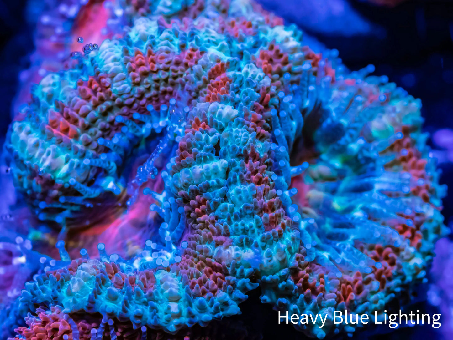 Acan Coral - Micromussa Lordhowensis - Ultra Acan Frag WYSIWYG Acan Coral - Micromussa Lordhowensis - Ultra Acan Frag WYSIWYG LPS Coral Acan Coral - Micromussa Lordhowensis - Ultra Acan Frag WYSIWYG Zeo Box Reef