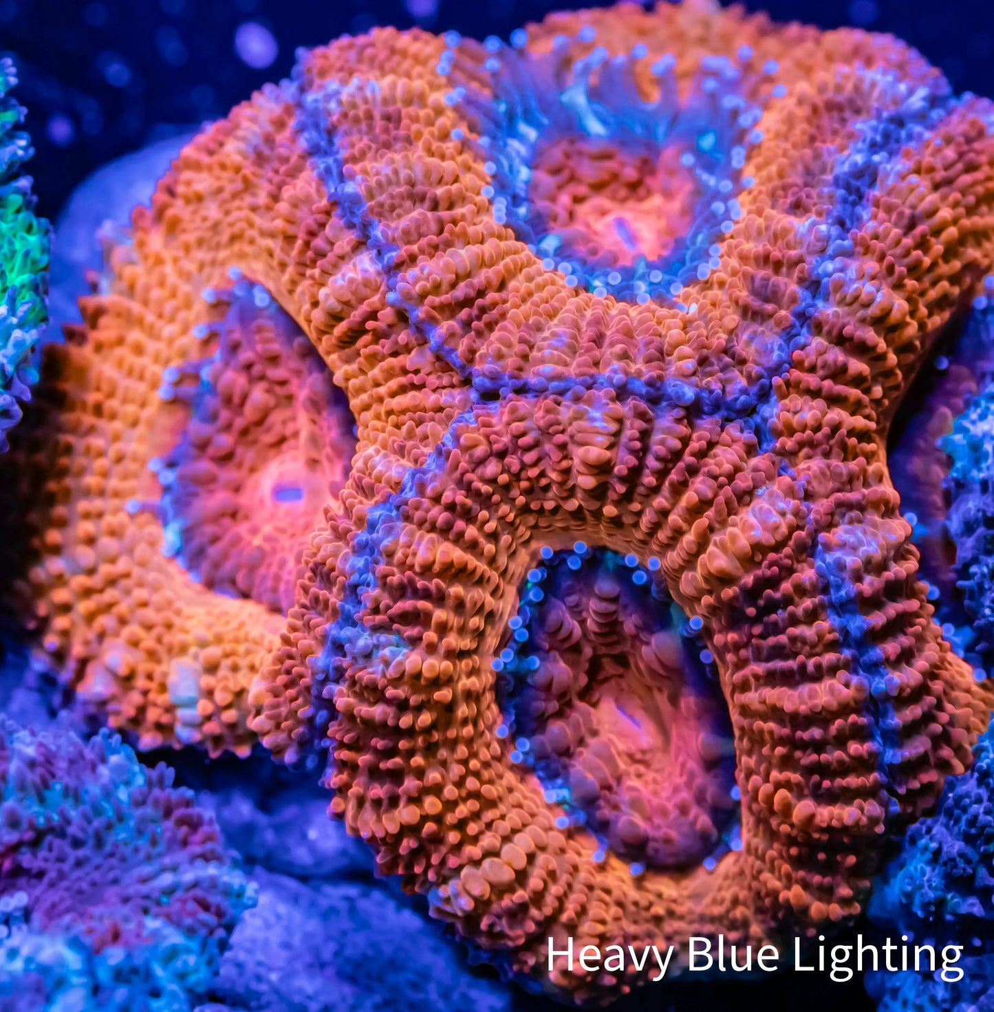 Acan Coral - Micromussa Lordhowensis - Ultra Acan Frag WYSIWYG Acan Coral - Micromussa Lordhowensis - Ultra Acan Frag WYSIWYG LPS Coral Acan Coral - Micromussa Lordhowensis - Ultra Acan Frag WYSIWYG Zeo Box Reef