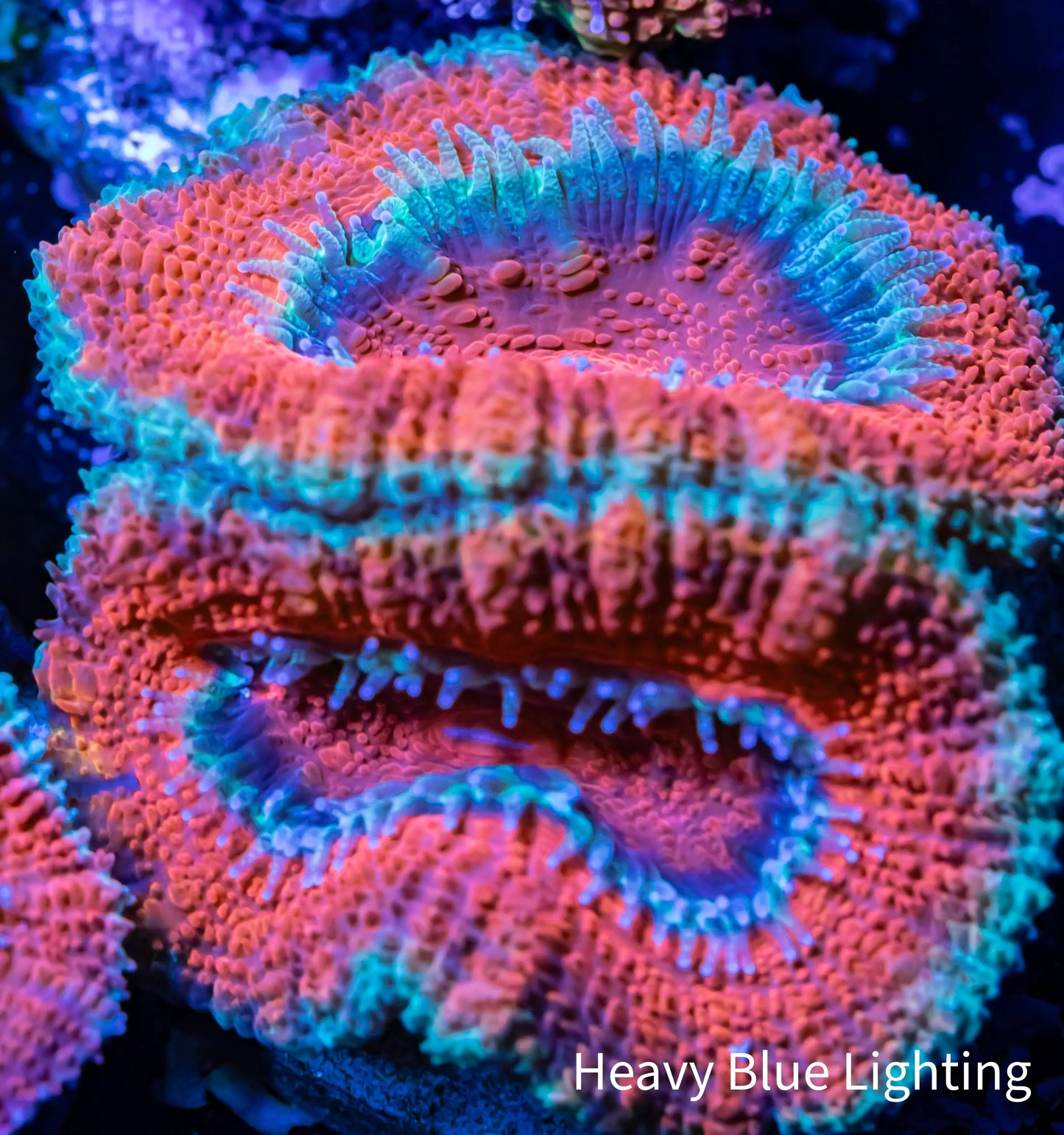 Acan Coral - Micromussa Lordhowensis - Ultra Acan Frag WYSIWYG Acan Coral - Micromussa Lordhowensis - Ultra Acan Frag WYSIWYG LPS Coral Acan Coral - Micromussa Lordhowensis - Ultra Acan Frag WYSIWYG Zeo Box Reef