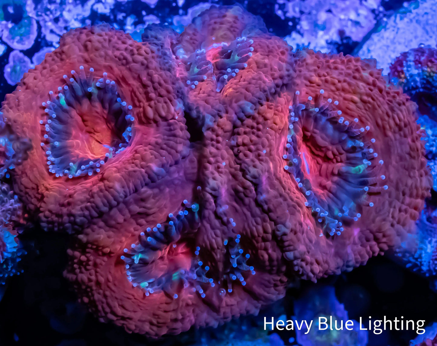 Acan Coral - Micromussa Lordhowensis - Ultra Acan Frag WYSIWYG Acan Coral - Micromussa Lordhowensis - Ultra Acan Frag WYSIWYG LPS Coral Acan Coral - Micromussa Lordhowensis - Ultra Acan Frag WYSIWYG Zeo Box Reef