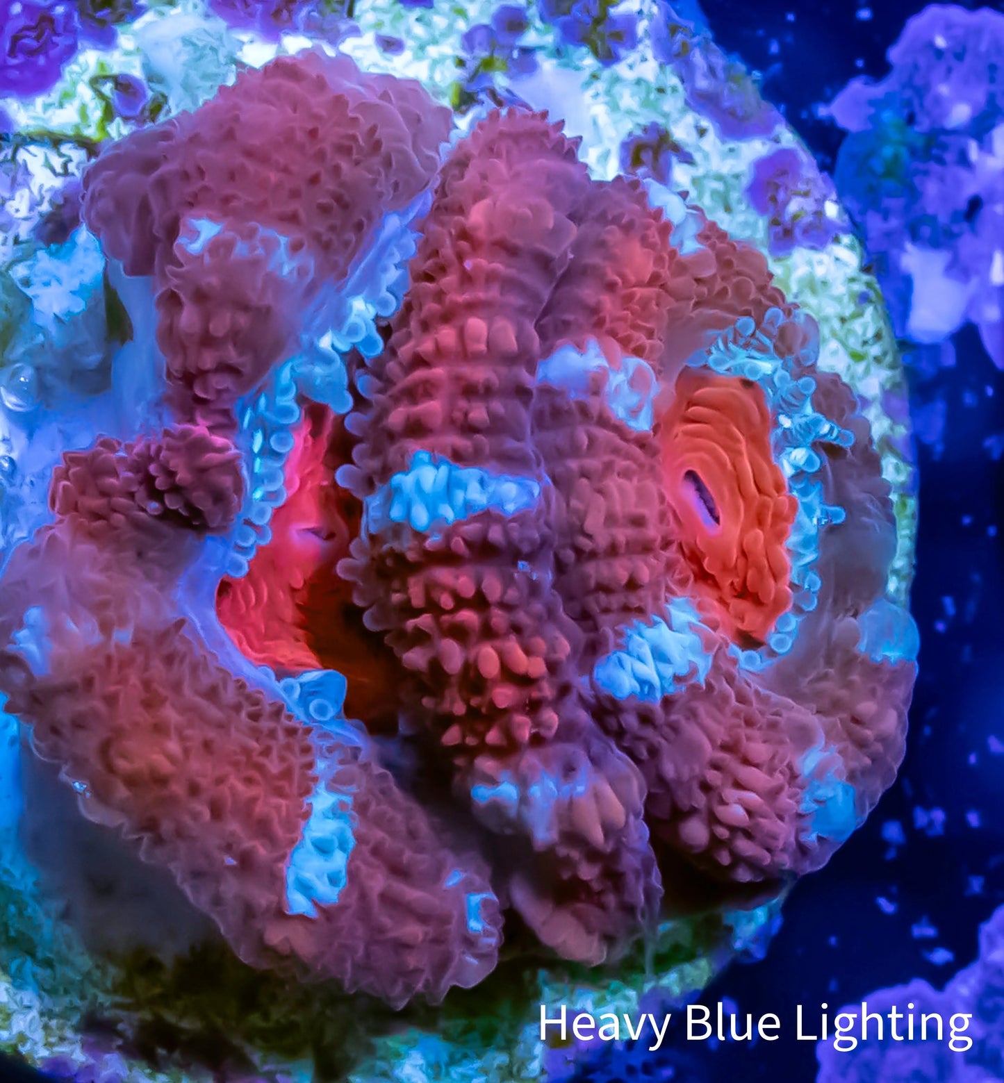 Acan Coral - Micromussa Lordhowensis - Ultra Acan Frag WYSIWYG Acan Coral - Micromussa Lordhowensis - Ultra Acan Frag WYSIWYG LPS Coral Acan Coral - Micromussa Lordhowensis - Ultra Acan Frag WYSIWYG Zeo Box Reef