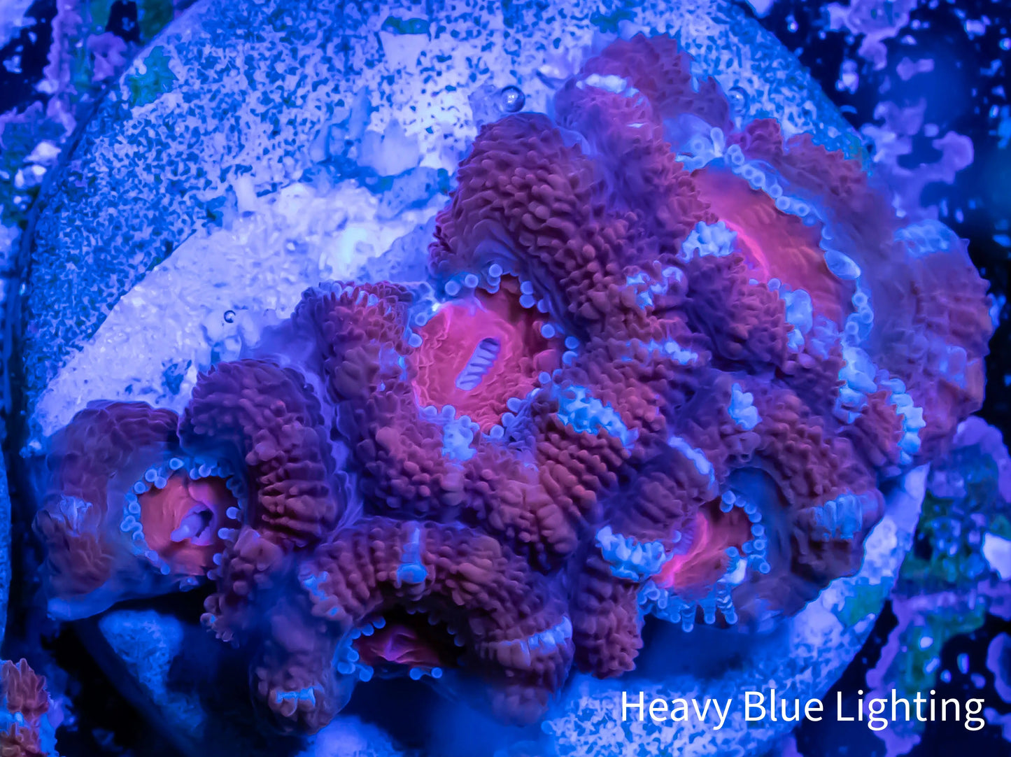 Acan Coral - Micromussa Lordhowensis - Ultra Acan Frag WYSIWYG Acan Coral - Micromussa Lordhowensis - Ultra Acan Frag WYSIWYG LPS Coral Acan Coral - Micromussa Lordhowensis - Ultra Acan Frag WYSIWYG Zeo Box Reef