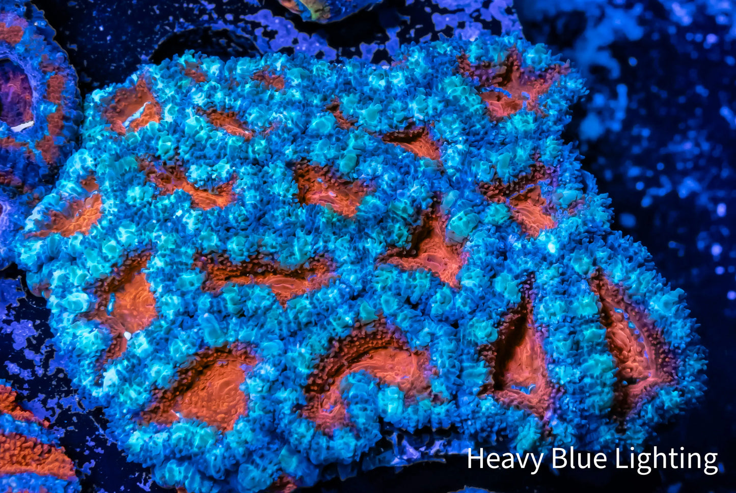 Acan Coral - Micromussa Lordhowensis - Ultra Acan WYSIWYG 6cm Acan Coral - Micromussa Lordhowensis - Ultra Acan WYSIWYG 6cm LPS Coral Acan Coral - Micromussa Lordhowensis - Ultra Acan WYSIWYG 6cm Zeo Box Reef