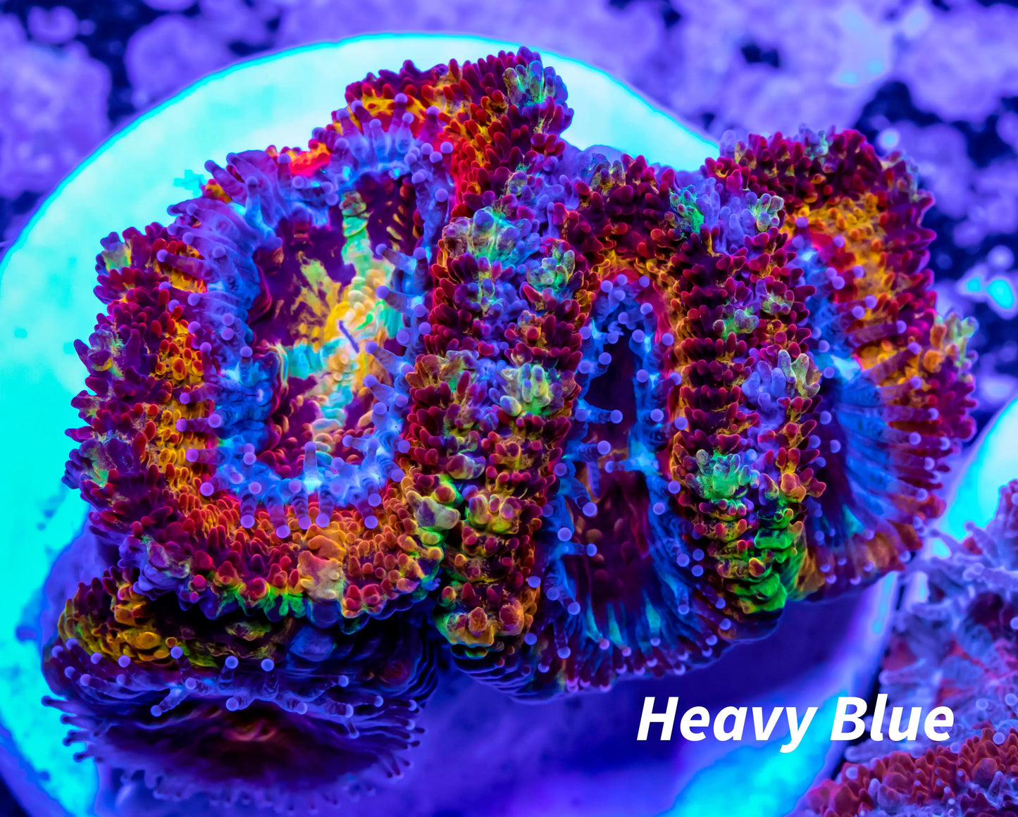 Acan Coral - Micromussa Lordhowensis - Ultra Rainbow Acan Frag WYSIWYG Acan Coral - Micromussa Lordhowensis - Ultra Rainbow Acan Frag WYSIWYG LPS Coral Acan Coral - Micromussa Lordhowensis - Ultra Rainbow Acan Frag WYSIWYG Zeo Box Reef