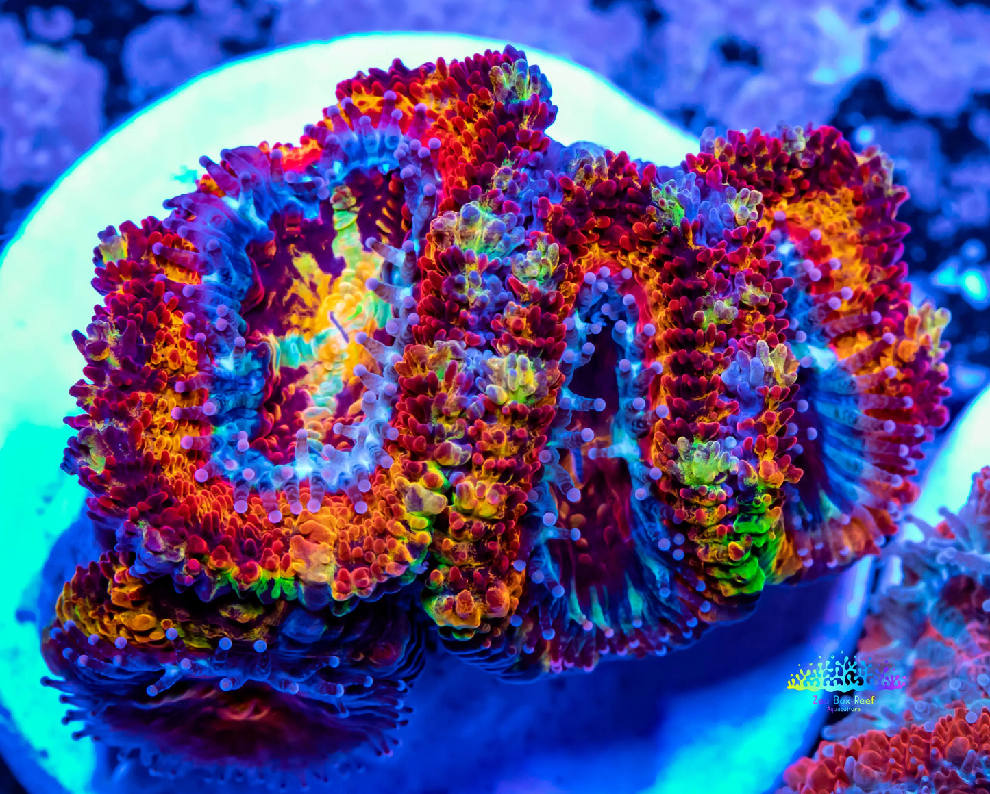 Acan Coral - Micromussa Lordhowensis - Ultra Rainbow Acan Frag WYSIWYG Acan Coral - Micromussa Lordhowensis - Ultra Rainbow Acan Frag WYSIWYG LPS Coral Acan Coral - Micromussa Lordhowensis - Ultra Rainbow Acan Frag WYSIWYG Zeo Box Reef