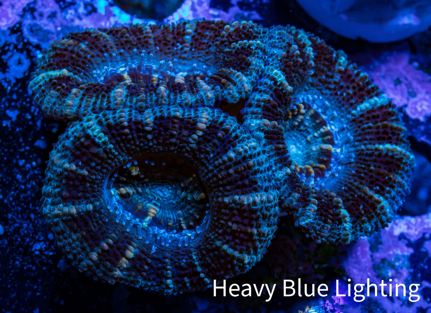Acan Coral - Micromussa Lordhowensis - Acan Frag WYSIWYG A1R2B1 Acan Coral - Micromussa Lordhowensis - Acan Frag WYSIWYG A1R2B1 LPS Coral Acan Coral - Micromussa Lordhowensis - Acan Frag WYSIWYG A1R2B1 Zeo Box Reef