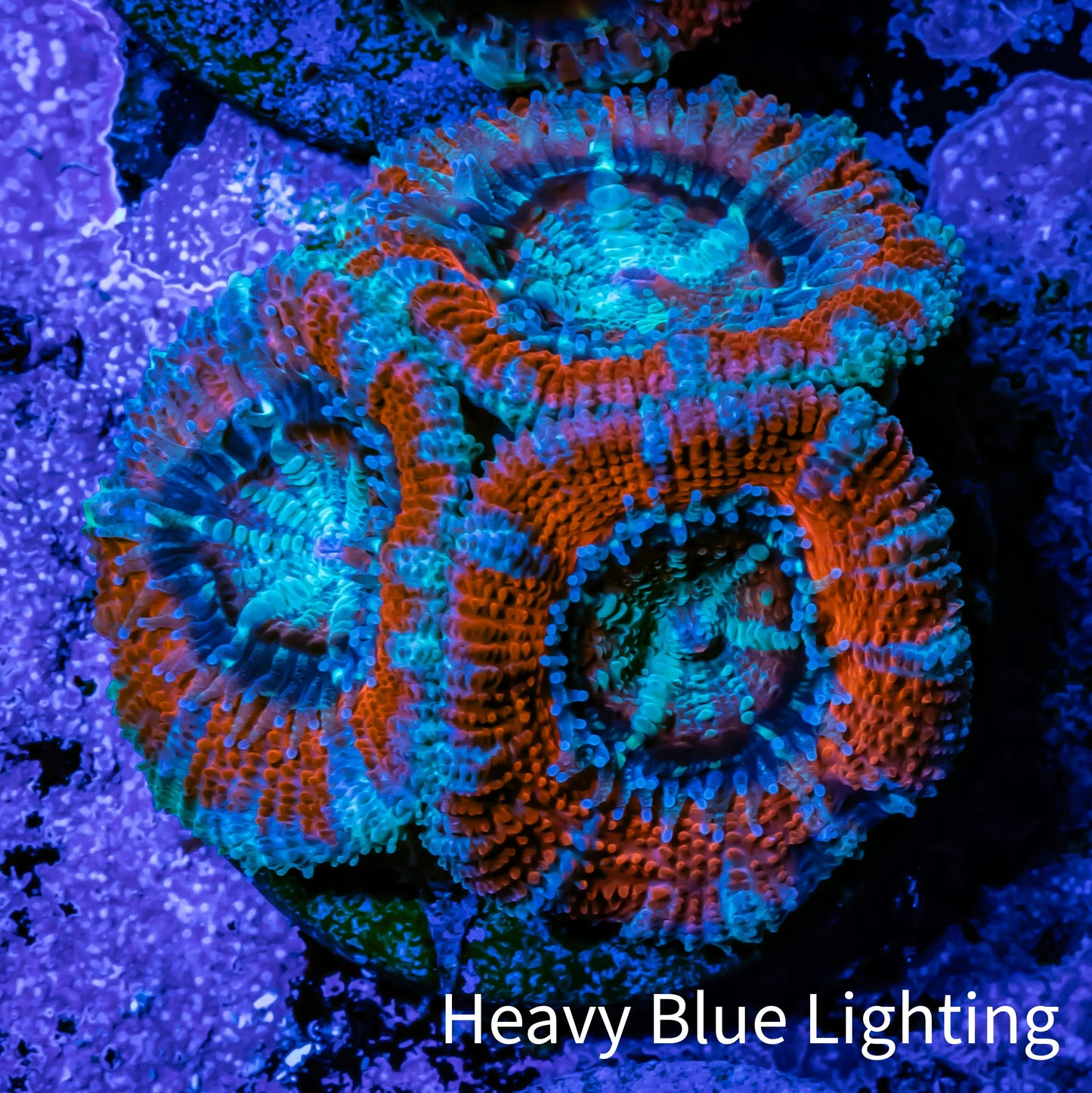 Acan Coral - Micromussa Lordhowensis - Acan Frag WYSIWYG A2R1B1 Acan Coral - Micromussa Lordhowensis - Acan Frag WYSIWYG A2R1B1 LPS Coral Acan Coral - Micromussa Lordhowensis - Acan Frag WYSIWYG A2R1B1 Zeo Box Reef