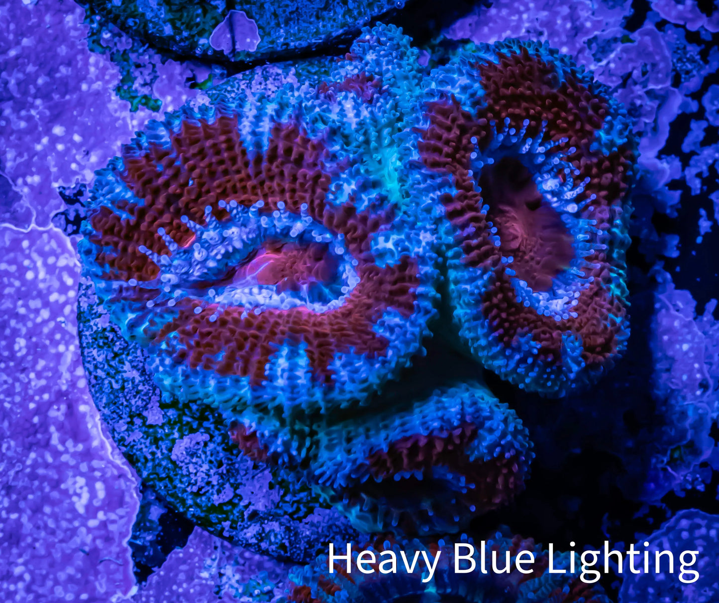 Acan Coral - Micromussa Lordhowensis - Acan Frag WYSIWYG A3R1B1 Acan Coral - Micromussa Lordhowensis - Acan Frag WYSIWYG A3R1B1 LPS Coral Acan Coral - Micromussa Lordhowensis - Acan Frag WYSIWYG A3R1B1 Zeo Box Reef