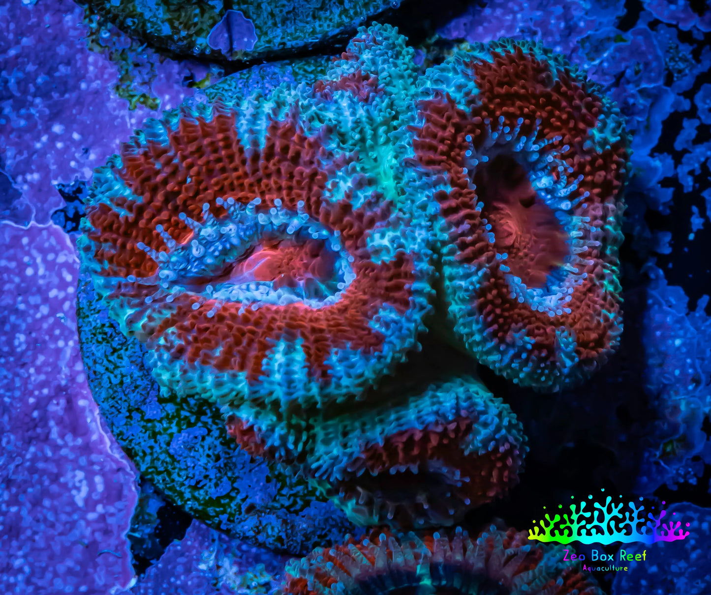 Acan Coral - Micromussa Lordhowensis - Acan Frag WYSIWYG A3R1B1 Acan Coral - Micromussa Lordhowensis - Acan Frag WYSIWYG A3R1B1 LPS Coral Acan Coral - Micromussa Lordhowensis - Acan Frag WYSIWYG A3R1B1 Zeo Box Reef