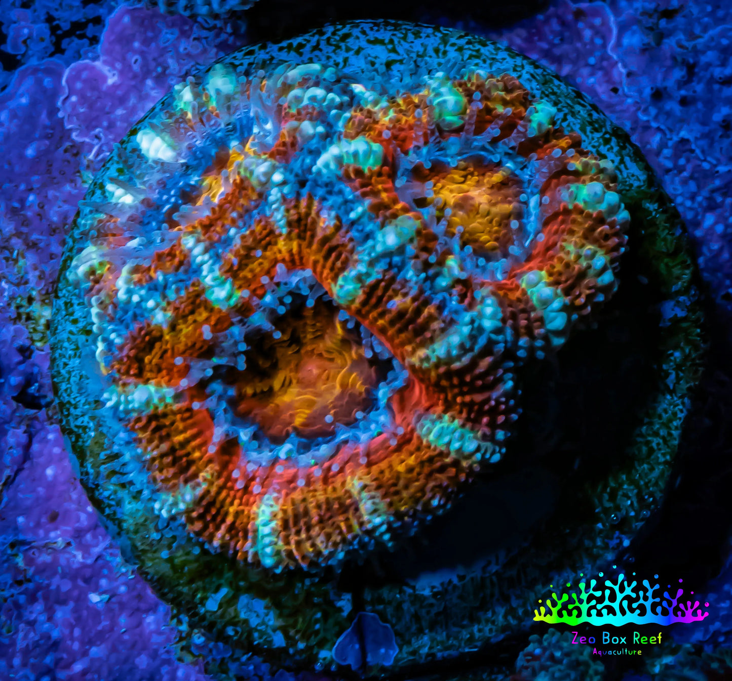 Acan Coral - Micromussa Lordhowensis - Acan Frag WYSIWYG AR1B1 Acan Coral - Micromussa Lordhowensis - Acan Frag WYSIWYG AR1B1 LPS Coral Acan Coral - Micromussa Lordhowensis - Acan Frag WYSIWYG AR1B1 Zeo Box Reef