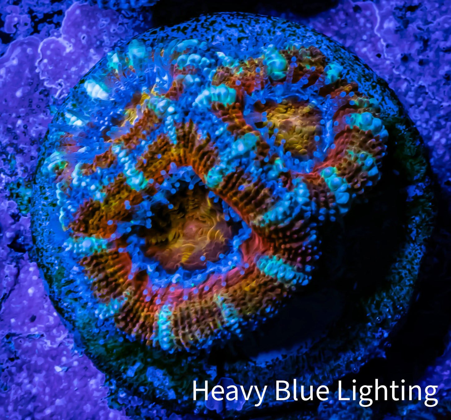 Acan Coral - Micromussa Lordhowensis - Acan Frag WYSIWYG AR1B1 Acan Coral - Micromussa Lordhowensis - Acan Frag WYSIWYG AR1B1 LPS Coral Acan Coral - Micromussa Lordhowensis - Acan Frag WYSIWYG AR1B1 Zeo Box Reef