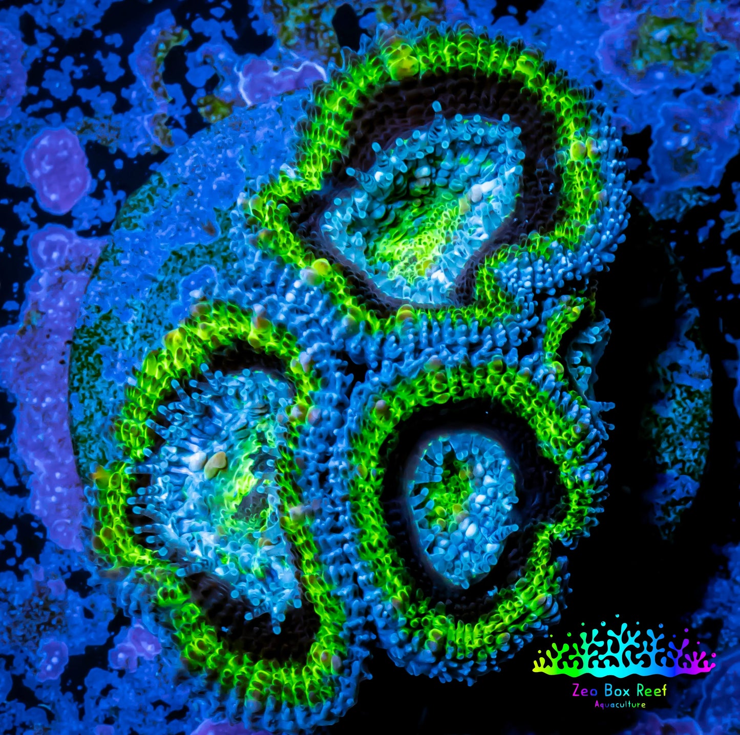 Acan Coral - Micromussa Lordhowensis - Acan Frag WYSIWYG AR5B1 Acan Coral - Micromussa Lordhowensis - Acan Frag WYSIWYG AR5B1 LPS Coral Acan Coral - Micromussa Lordhowensis - Acan Frag WYSIWYG AR5B1 Zeo Box Reef