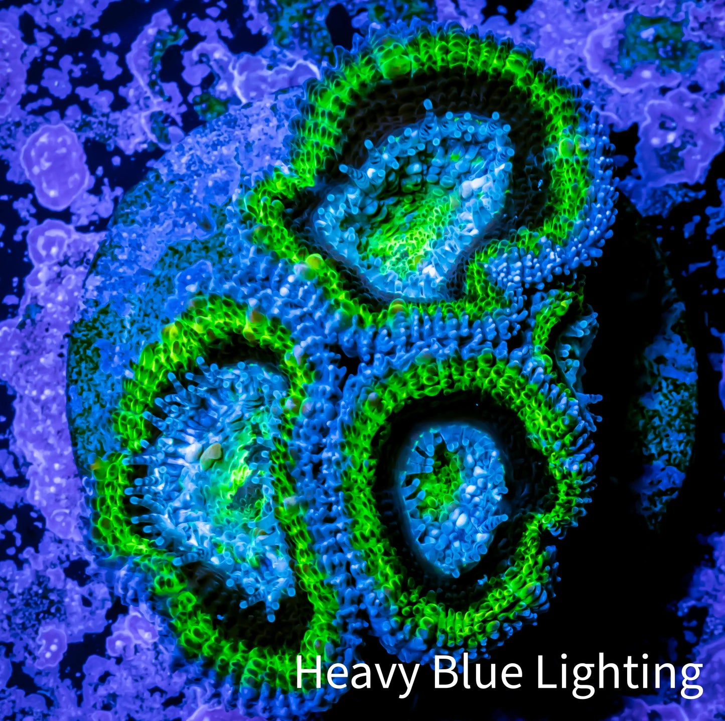 Acan Coral - Micromussa Lordhowensis - Acan Frag WYSIWYG AR5B1 Acan Coral - Micromussa Lordhowensis - Acan Frag WYSIWYG AR5B1 LPS Coral Acan Coral - Micromussa Lordhowensis - Acan Frag WYSIWYG AR5B1 Zeo Box Reef