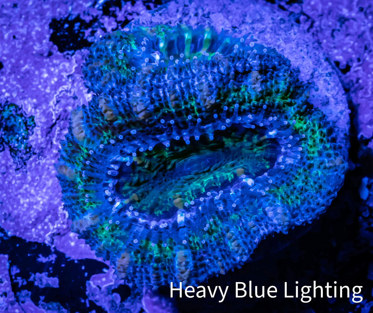 Acan Coral - Micromussa Lordhowensis - Acan Frag WYSIWYG Acan Coral - Micromussa Lordhowensis - Acan Frag WYSIWYG LPS Coral Acan Coral - Micromussa Lordhowensis - Acan Frag WYSIWYG Zeo Box Reef