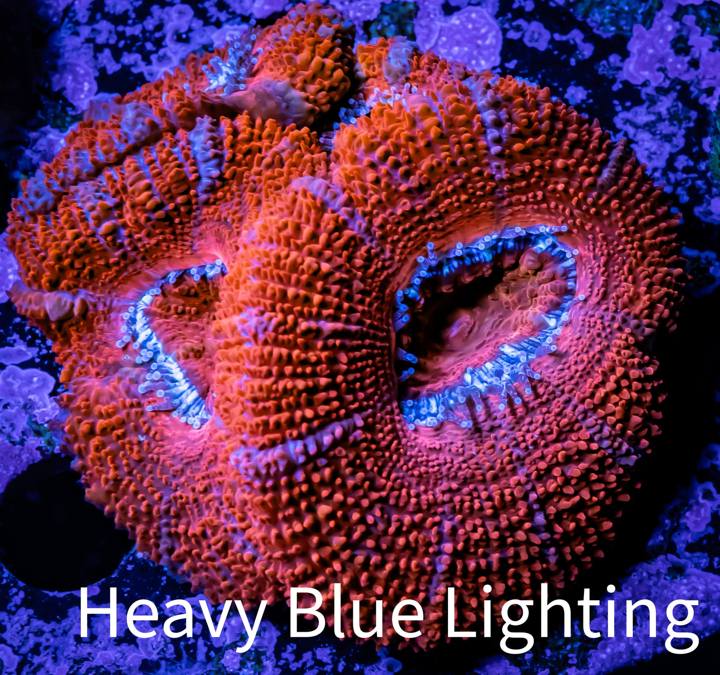 Acan Coral - Micromussa Lordhowensis - Acan WYSIWYG 4cm Acan Coral - Micromussa Lordhowensis - Acan WYSIWYG 4cm LPS Coral Acan Coral - Micromussa Lordhowensis - Acan WYSIWYG 4cm Zeo Box Reef