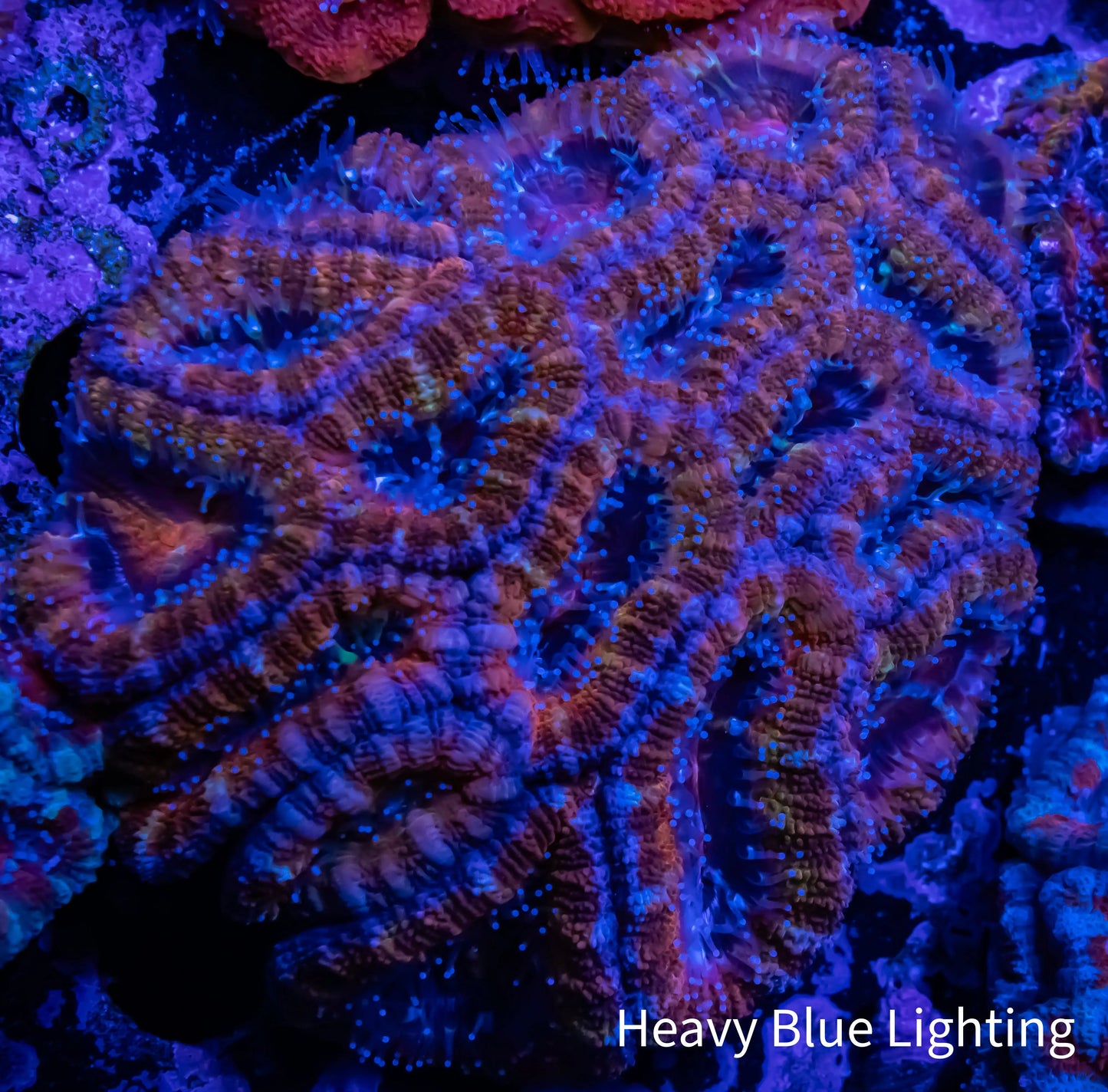 Acan Coral - Micromussa Lordhowensis - Acan WYSIWYG 6cm B2R2B1 Acan Coral - Micromussa Lordhowensis - Acan WYSIWYG 6cm B2R2B1 LPS Coral Acan Coral - Micromussa Lordhowensis - Acan WYSIWYG 6cm B2R2B1 Zeo Box Reef