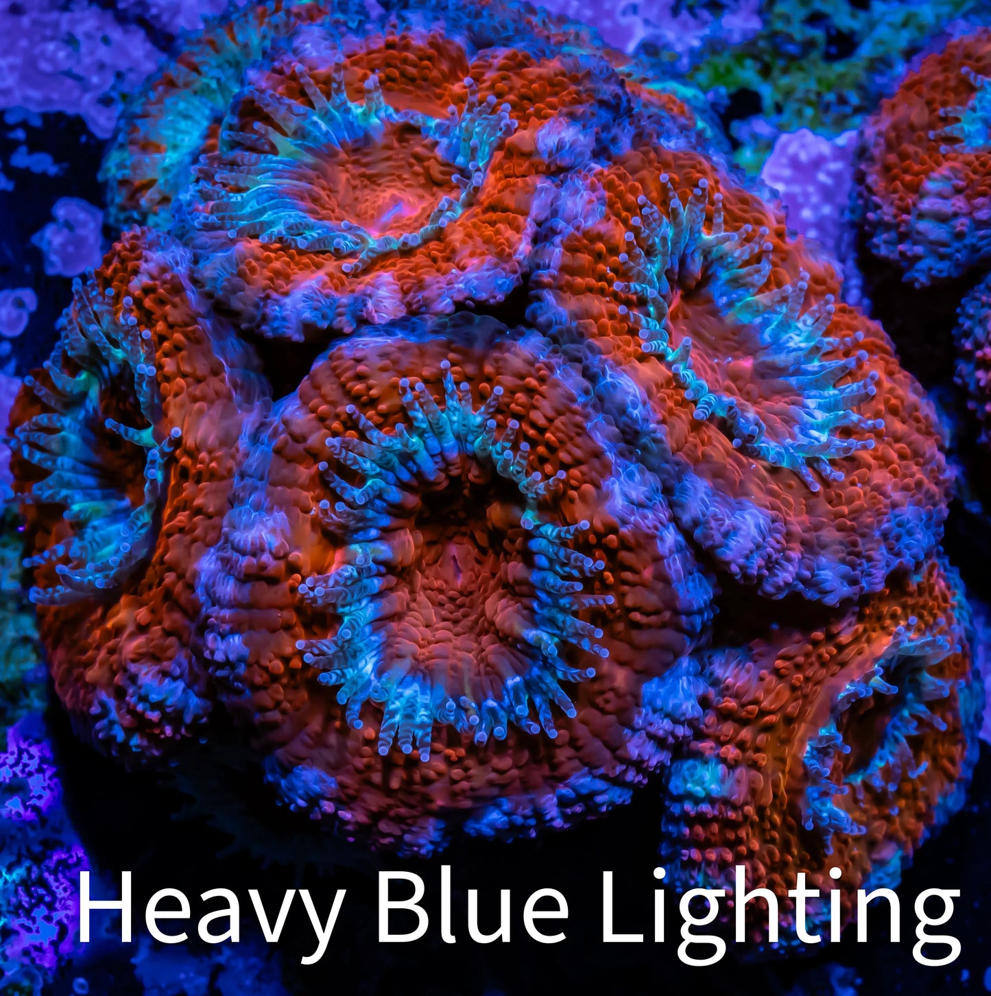 Acan Coral - Micromussa Lordhowensis - Acan WYSIWYG Frag Acan Coral - Micromussa Lordhowensis - Acan WYSIWYG Frag LPS Coral Acan Coral - Micromussa Lordhowensis - Acan WYSIWYG Frag Zeo Box Reef