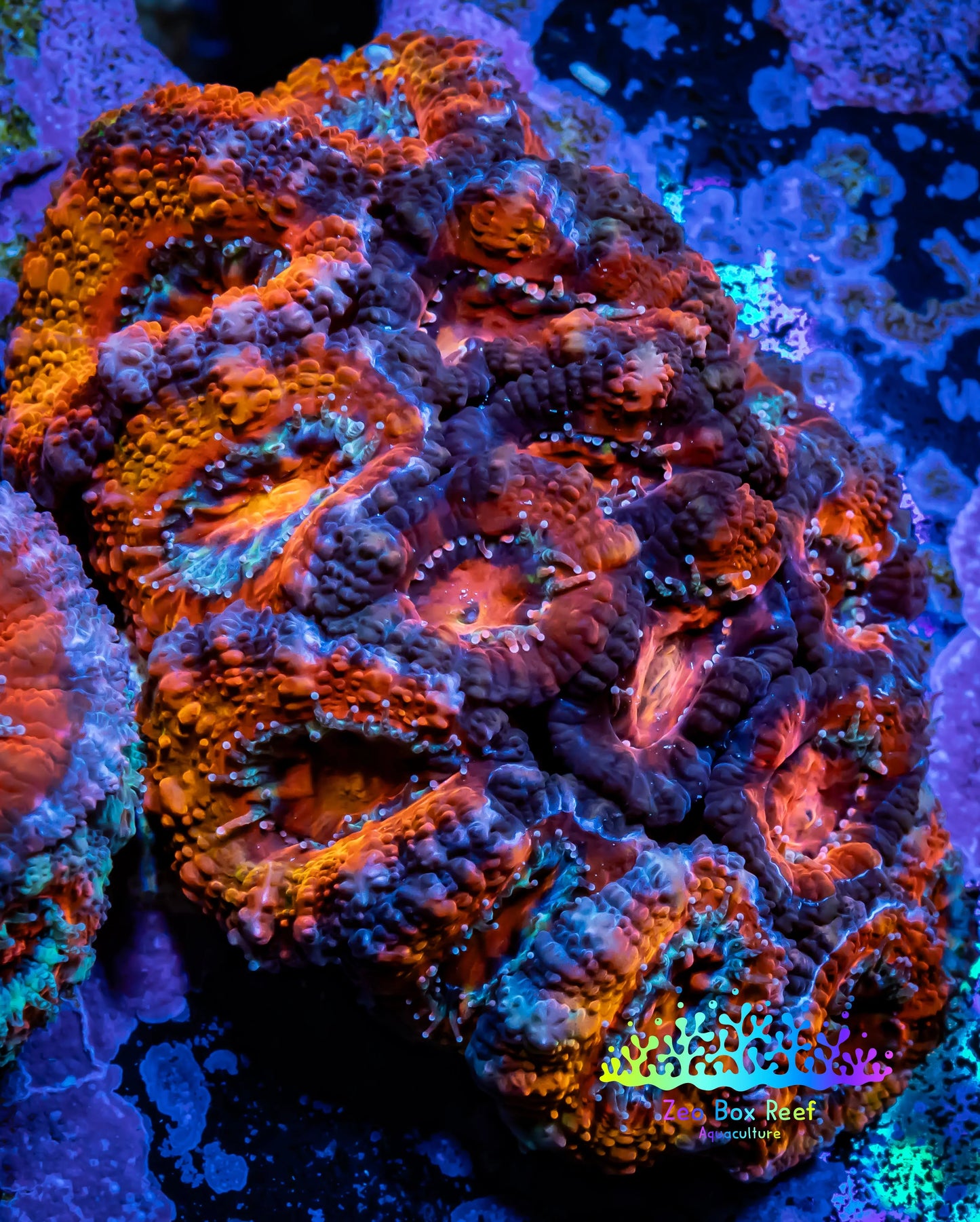 Acan Coral - Micromussa Lordhowensis - Acan WYSIWYG Frag Acan Coral - Micromussa Lordhowensis - Acan WYSIWYG Frag LPS Coral Acan Coral - Micromussa Lordhowensis - Acan WYSIWYG Frag Zeo Box Reef