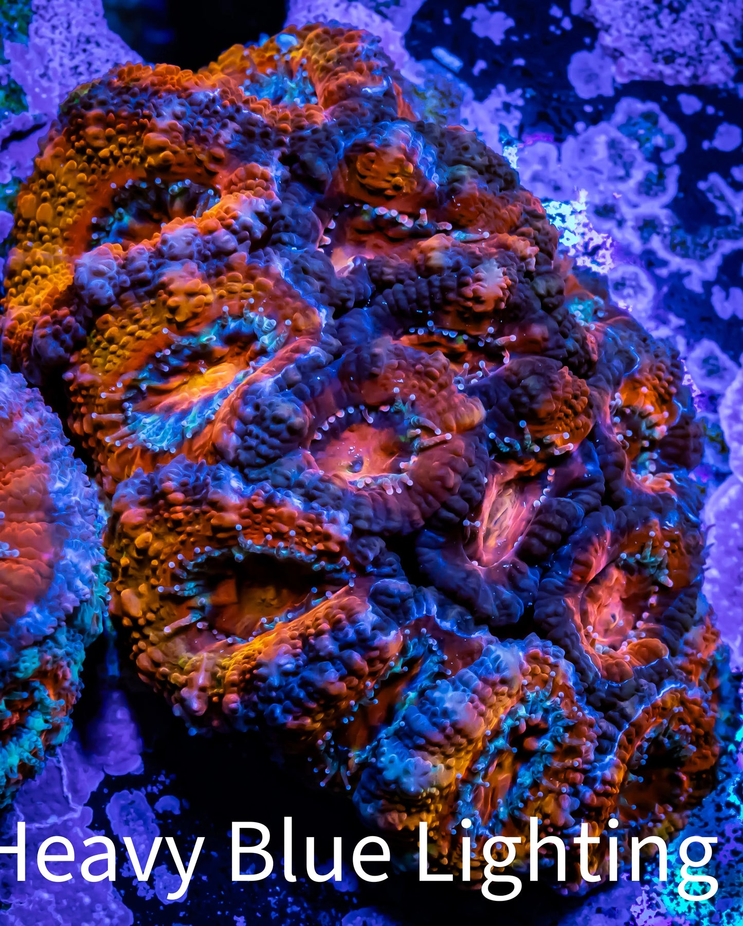 Acan Coral - Micromussa Lordhowensis - Acan WYSIWYG Frag Acan Coral - Micromussa Lordhowensis - Acan WYSIWYG Frag LPS Coral Acan Coral - Micromussa Lordhowensis - Acan WYSIWYG Frag Zeo Box Reef