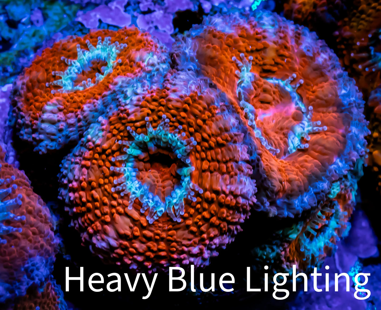 Acan Coral - Micromussa Lordhowensis - Acan WYSIWYG Frag (Copy) Acan Coral - Micromussa Lordhowensis - Acan WYSIWYG Frag (Copy) LPS Coral Acan Coral - Micromussa Lordhowensis - Acan WYSIWYG Frag (Copy) Zeo Box Reef