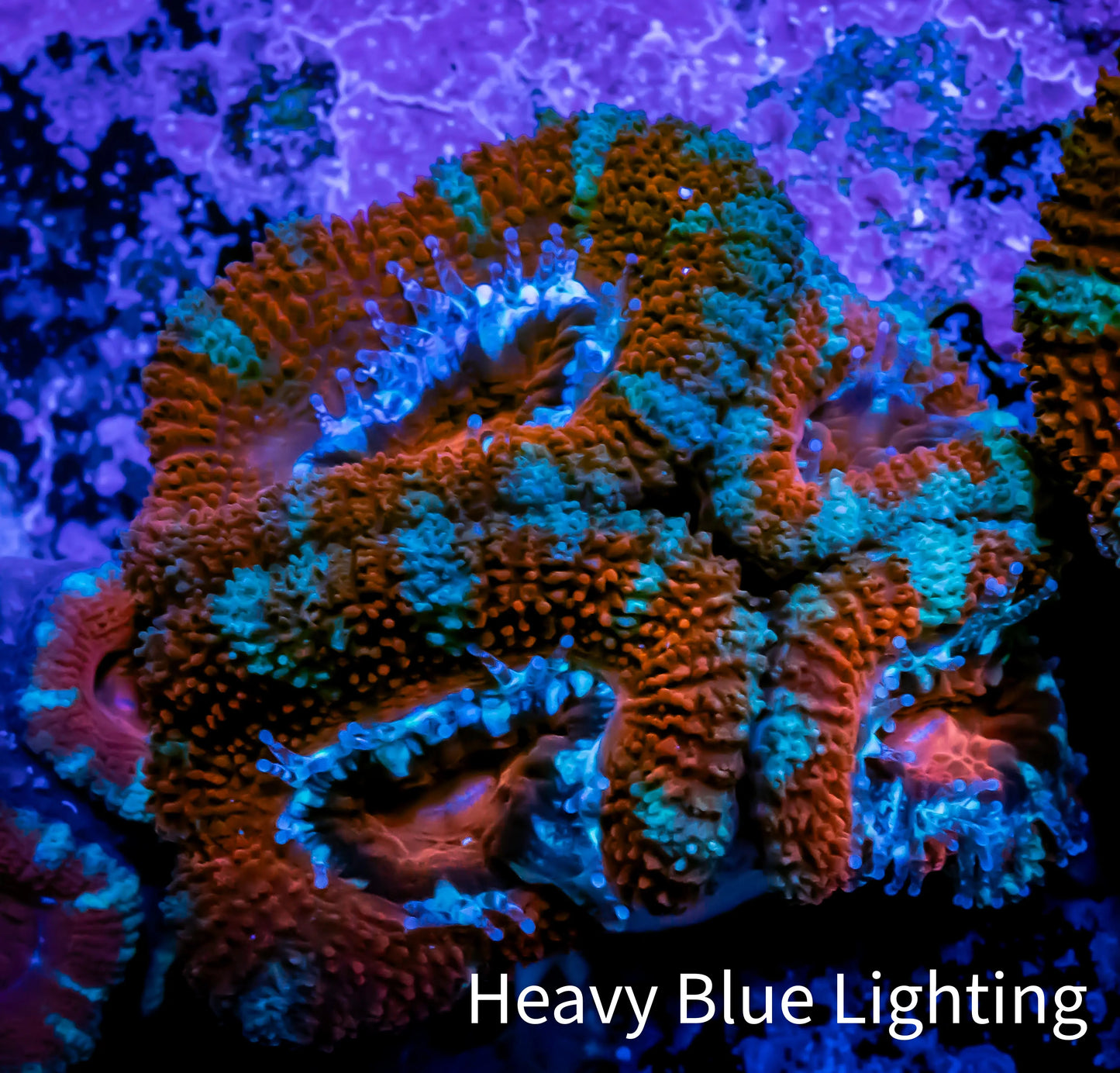 Acan Coral - Micromussa Lordhowensis - Red & Green Acan Frag Acan Coral - Micromussa Lordhowensis - Red & Green Acan Frag LPS Coral Acan Coral - Micromussa Lordhowensis - Red & Green Acan Frag Zeo Box Reef