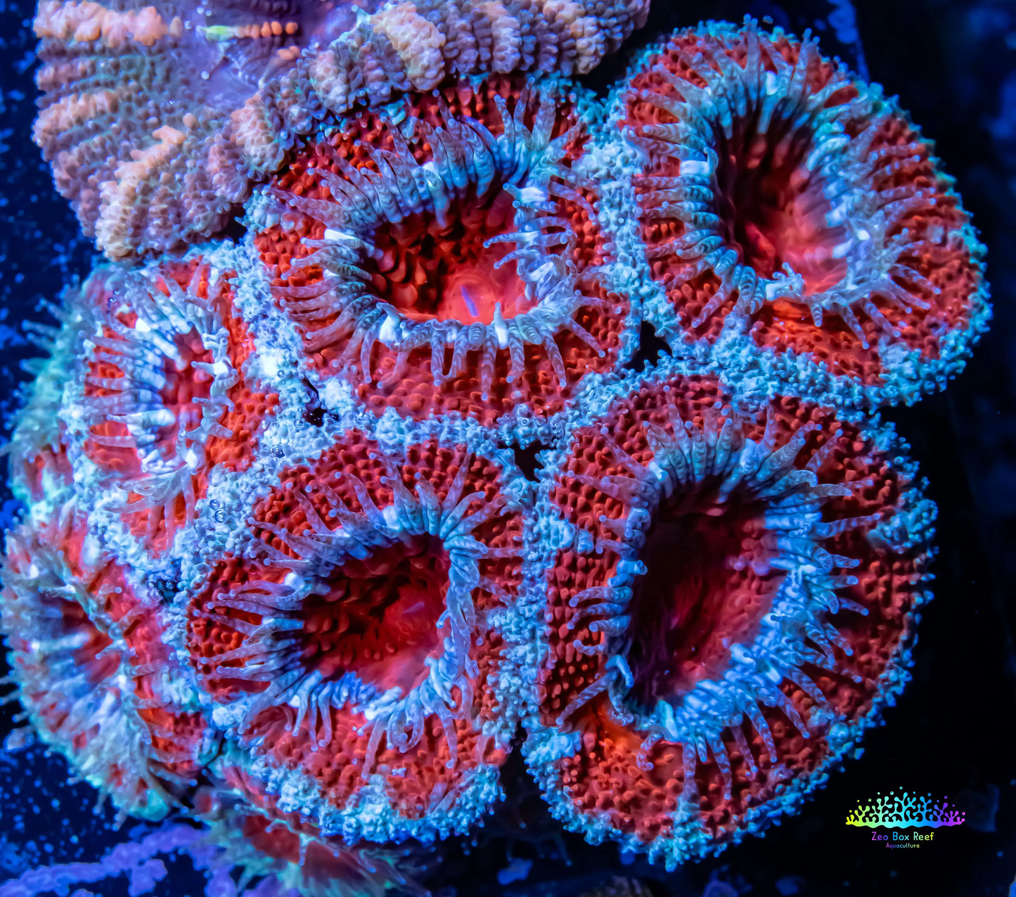 Acan Coral - Micromussa Lordhowensis - Ultra Acan Frag WYSIWYG Acan Coral - Micromussa Lordhowensis - Ultra Acan Frag WYSIWYG LPS Coral Acan Coral - Micromussa Lordhowensis - Ultra Acan Frag WYSIWYG Zeo Box Reef
