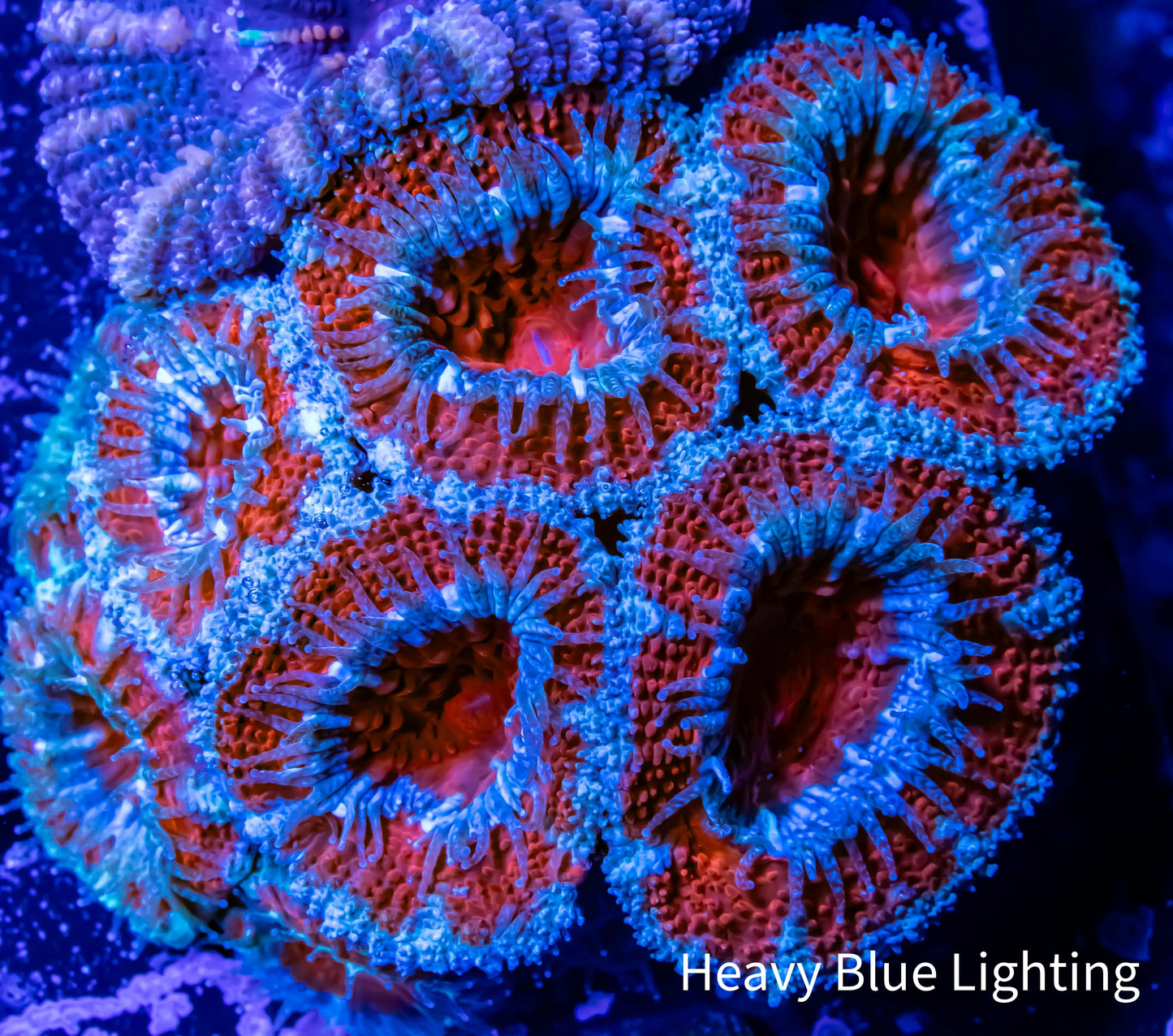 Acan Coral - Micromussa Lordhowensis - Ultra Acan Frag WYSIWYG Acan Coral - Micromussa Lordhowensis - Ultra Acan Frag WYSIWYG LPS Coral Acan Coral - Micromussa Lordhowensis - Ultra Acan Frag WYSIWYG Zeo Box Reef
