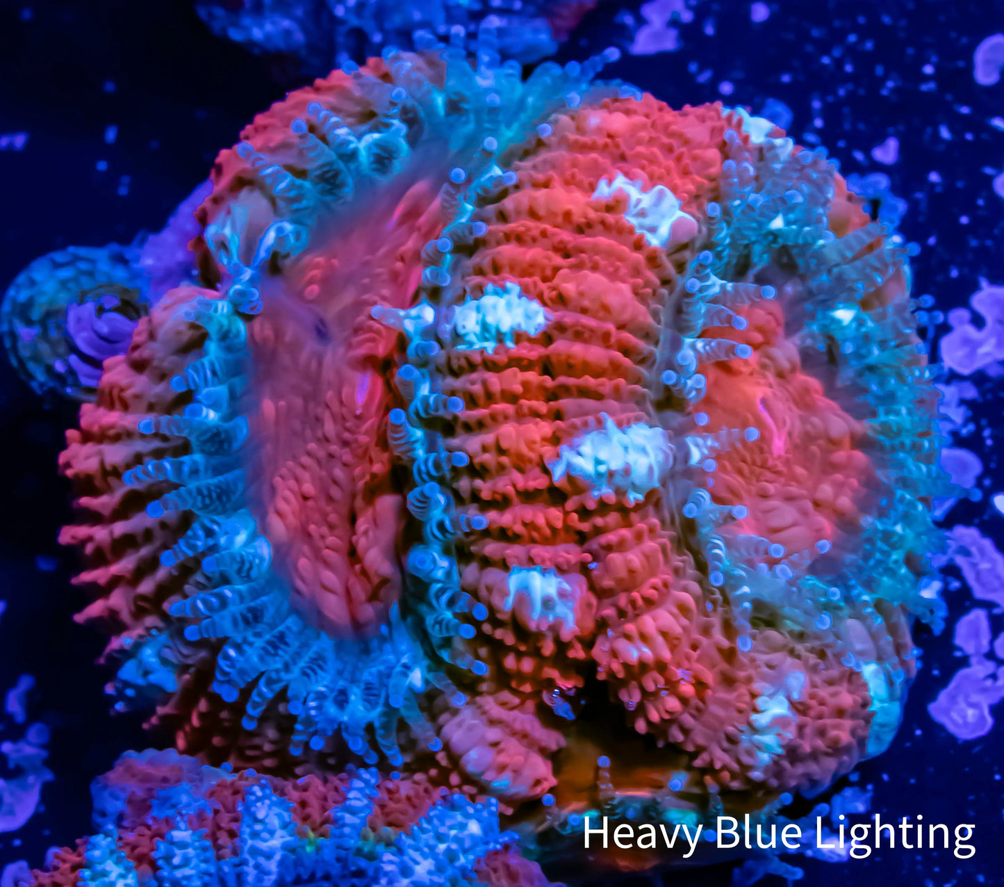 Acan Coral - Micromussa Lordhowensis - Ultra Acan Frag WYSIWYG Acan Coral - Micromussa Lordhowensis - Ultra Acan Frag WYSIWYG LPS Coral Acan Coral - Micromussa Lordhowensis - Ultra Acan Frag WYSIWYG Zeo Box Reef