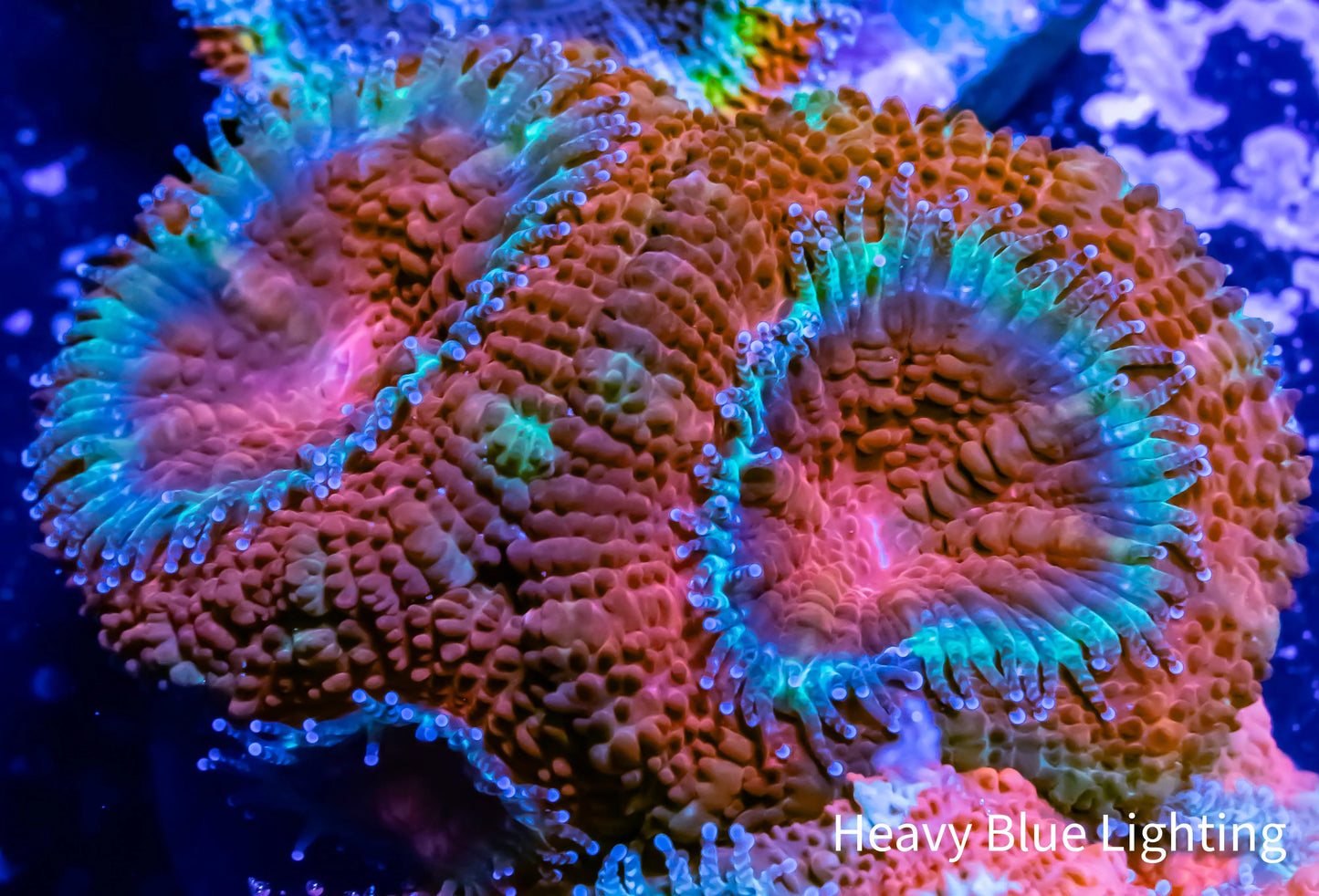Acan Coral - Micromussa Lordhowensis - Ultra Acan Frag WYSIWYG Acan Coral - Micromussa Lordhowensis - Ultra Acan Frag WYSIWYG LPS Coral Acan Coral - Micromussa Lordhowensis - Ultra Acan Frag WYSIWYG Zeo Box Reef
