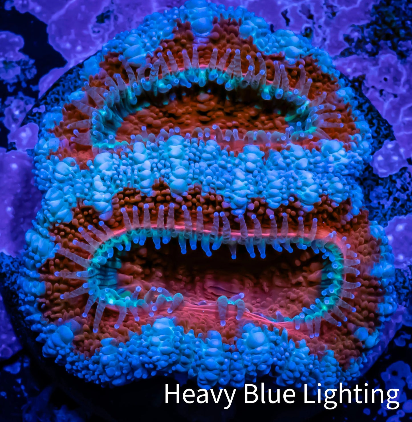 Acan Coral - Micromussa Lordhowensis - Ultra Acan Frag WYSIWYG Acan Coral - Micromussa Lordhowensis - Ultra Acan Frag WYSIWYG LPS Coral Acan Coral - Micromussa Lordhowensis - Ultra Acan Frag WYSIWYG Zeo Box Reef