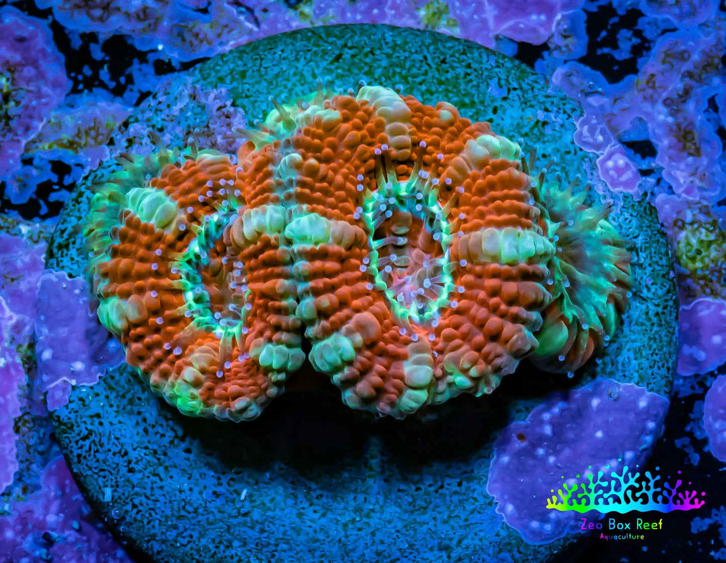 Acan Coral - Micromussa Lordhowensis - Ultra Acan Frag WYSIWYG Acan Coral - Micromussa Lordhowensis - Ultra Acan Frag WYSIWYG LPS Coral Acan Coral - Micromussa Lordhowensis - Ultra Acan Frag WYSIWYG Zeo Box Reef