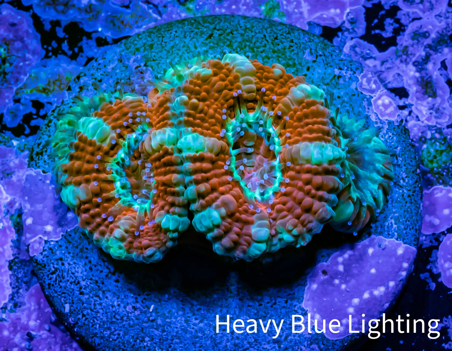 Acan Coral - Micromussa Lordhowensis - Ultra Acan Frag WYSIWYG Acan Coral - Micromussa Lordhowensis - Ultra Acan Frag WYSIWYG LPS Coral Acan Coral - Micromussa Lordhowensis - Ultra Acan Frag WYSIWYG Zeo Box Reef