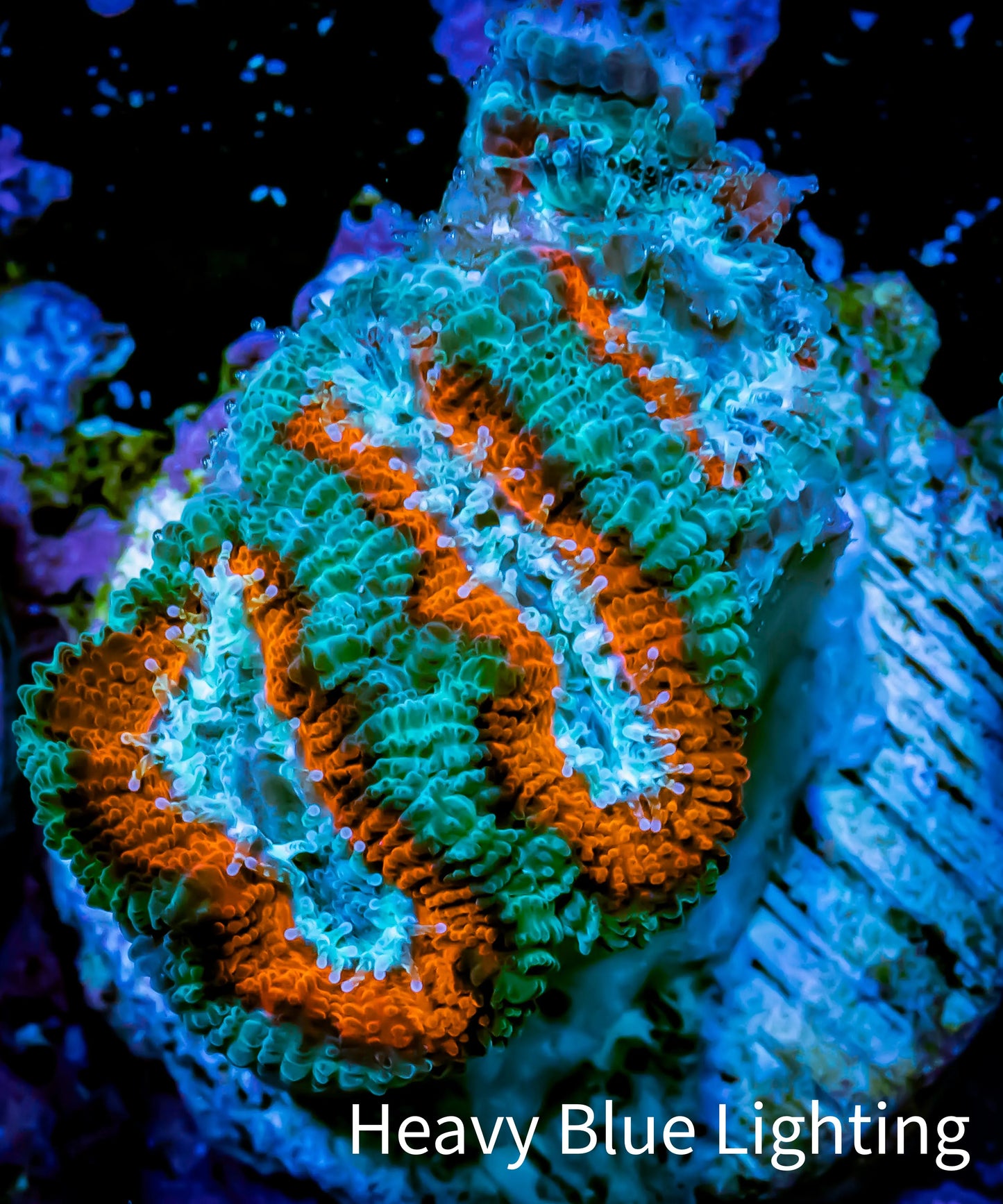 Acan Coral - Micromussa Lordhowensis - Ultra Acan Frag WYSIWYG (Copy) Acan Coral - Micromussa Lordhowensis - Ultra Acan Frag WYSIWYG (Copy) LPS Coral Acan Coral - Micromussa Lordhowensis - Ultra Acan Frag WYSIWYG (Copy) Zeo Box Reef