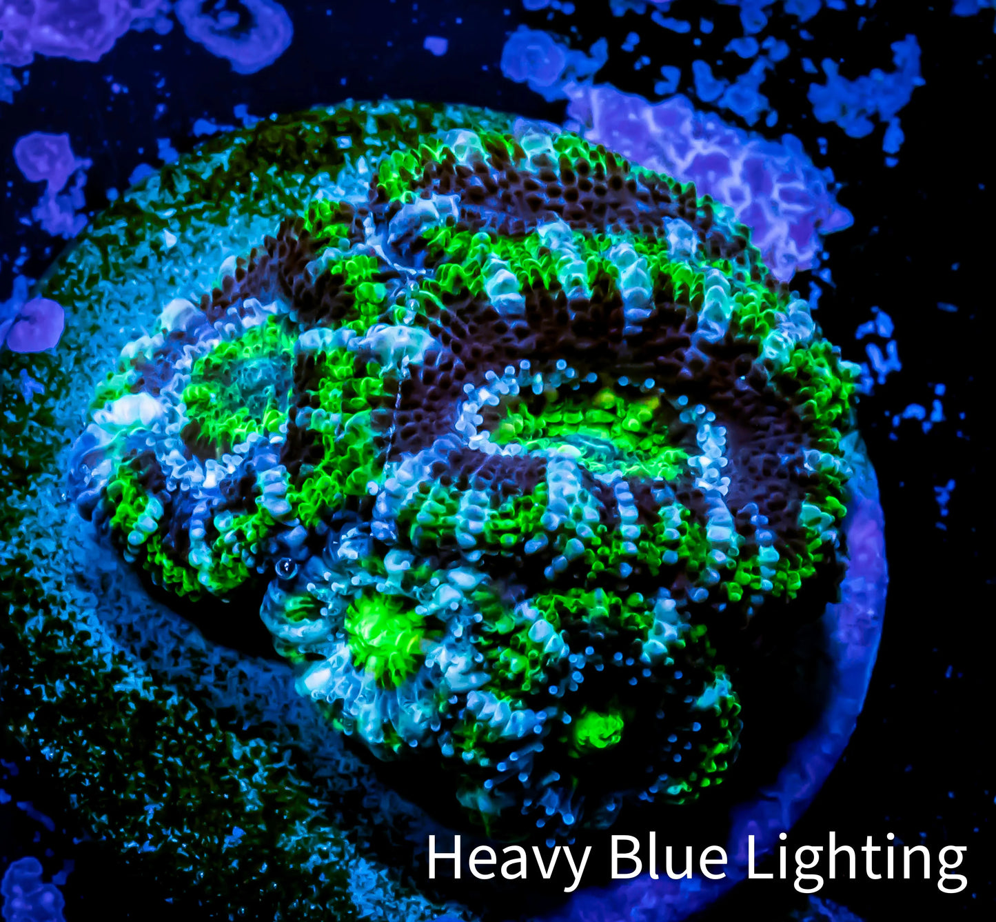 Acan Coral - Micromussa Lordhowensis - Ultra Acan Frag Acan Coral - Micromussa Lordhowensis - Ultra Acan Frag LPS Coral Acan Coral - Micromussa Lordhowensis - Ultra Acan Frag Zeo Box Reef