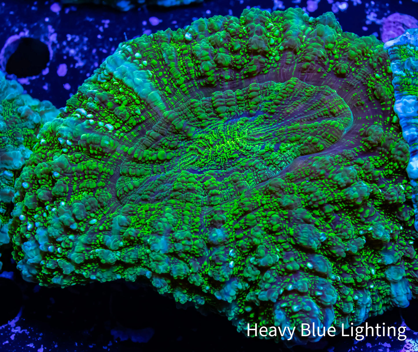 Acanthophyllia - Desh Coral WYSIWYG 8cm Acanthophyllia - Desh Coral WYSIWYG 8cm LPS Coral Acanthophyllia - Desh Coral WYSIWYG 8cm Zeo Box Reef