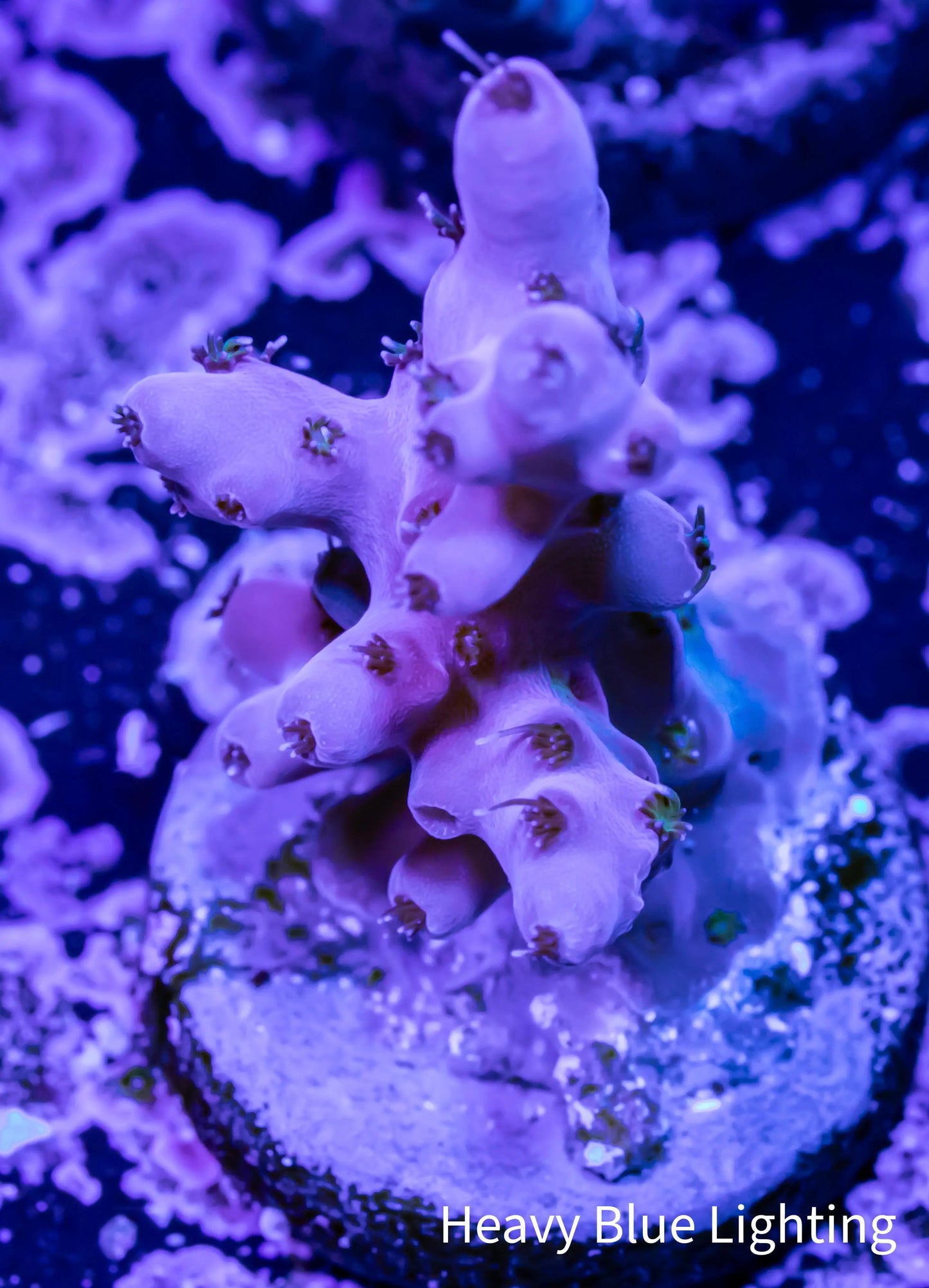 Acropora - Acro Frag WYSIWYG Acropora - Acro Frag WYSIWYG SPS Acropora - Acro Frag WYSIWYG Zeo Box Reef