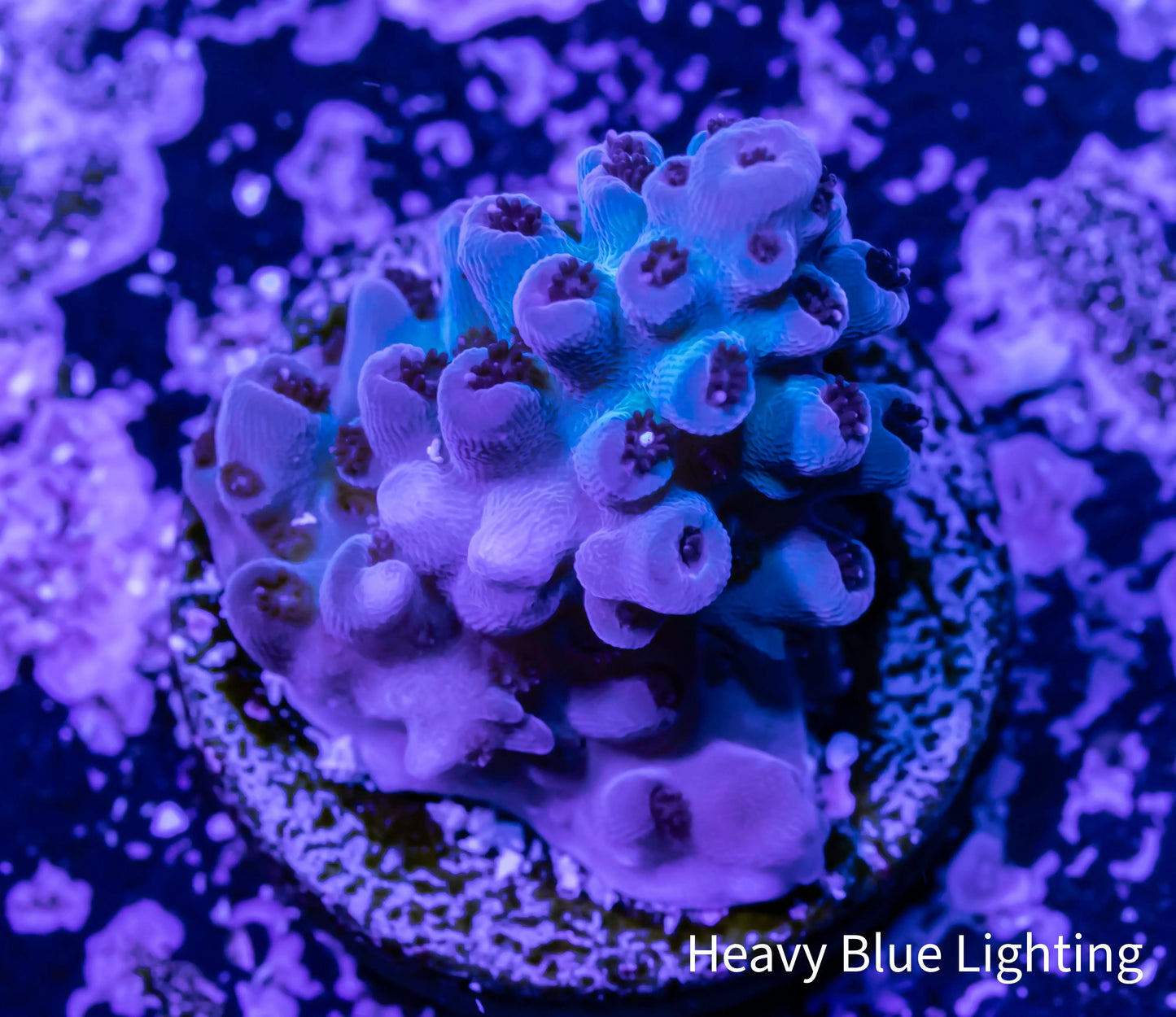 Acropora - Acro Frag WYSIWYG Acropora - Acro Frag WYSIWYG SPS Acropora - Acro Frag WYSIWYG Zeo Box Reef